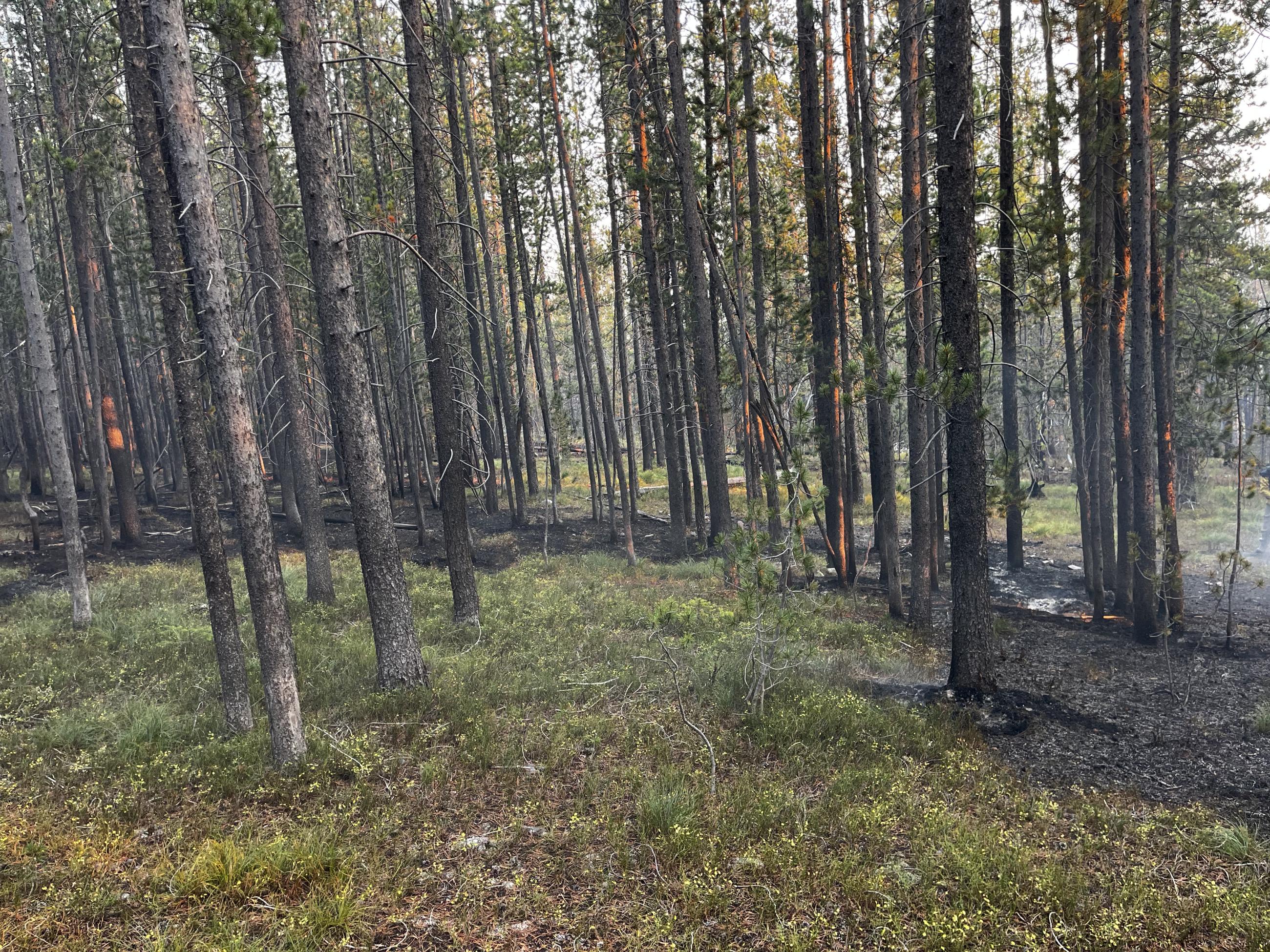 Smoldering fire in trees 