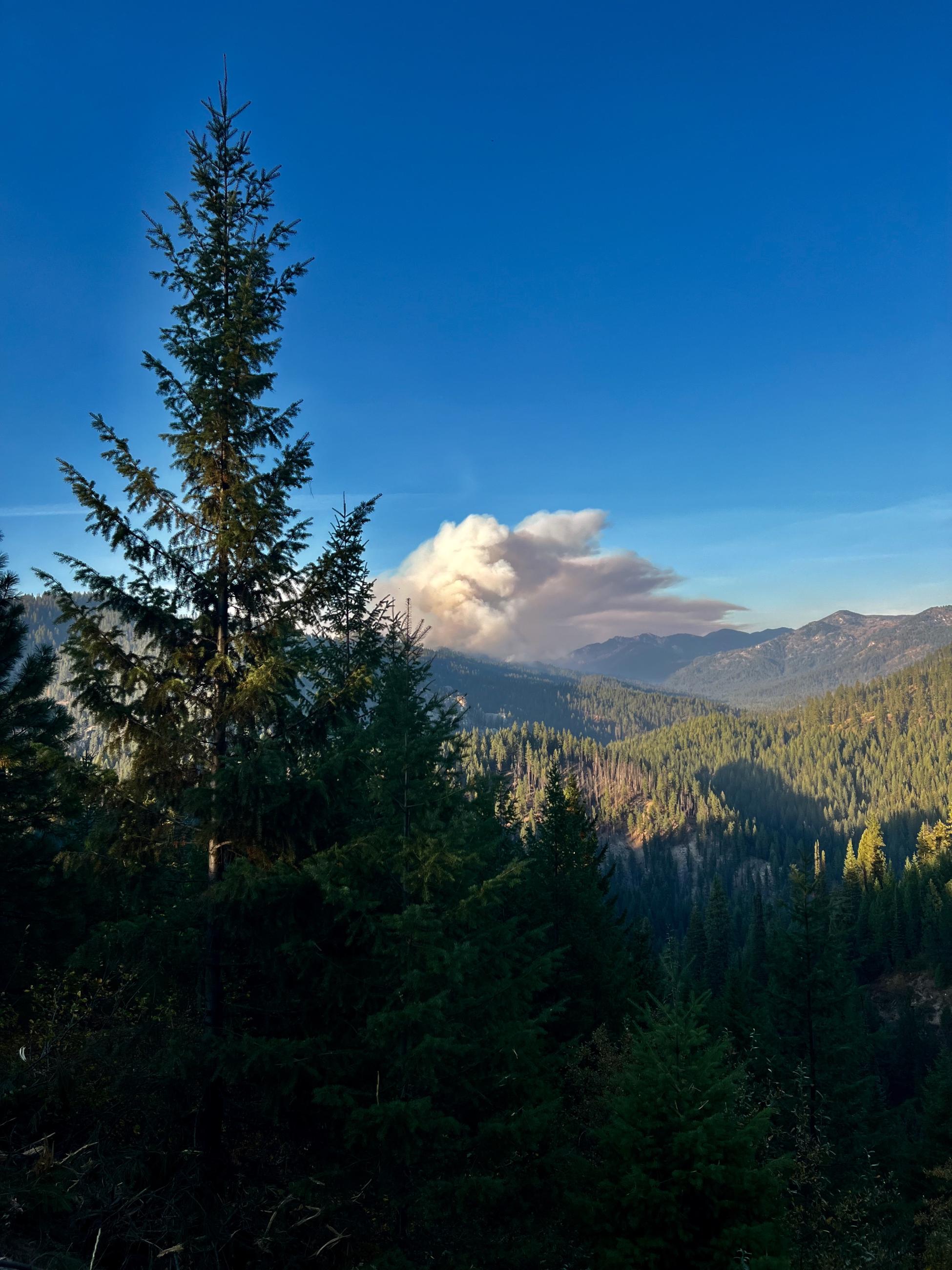 With a pine tree in the foreground at left, a smoke column from the Goat FIre is seen in the distance under a blue sky.