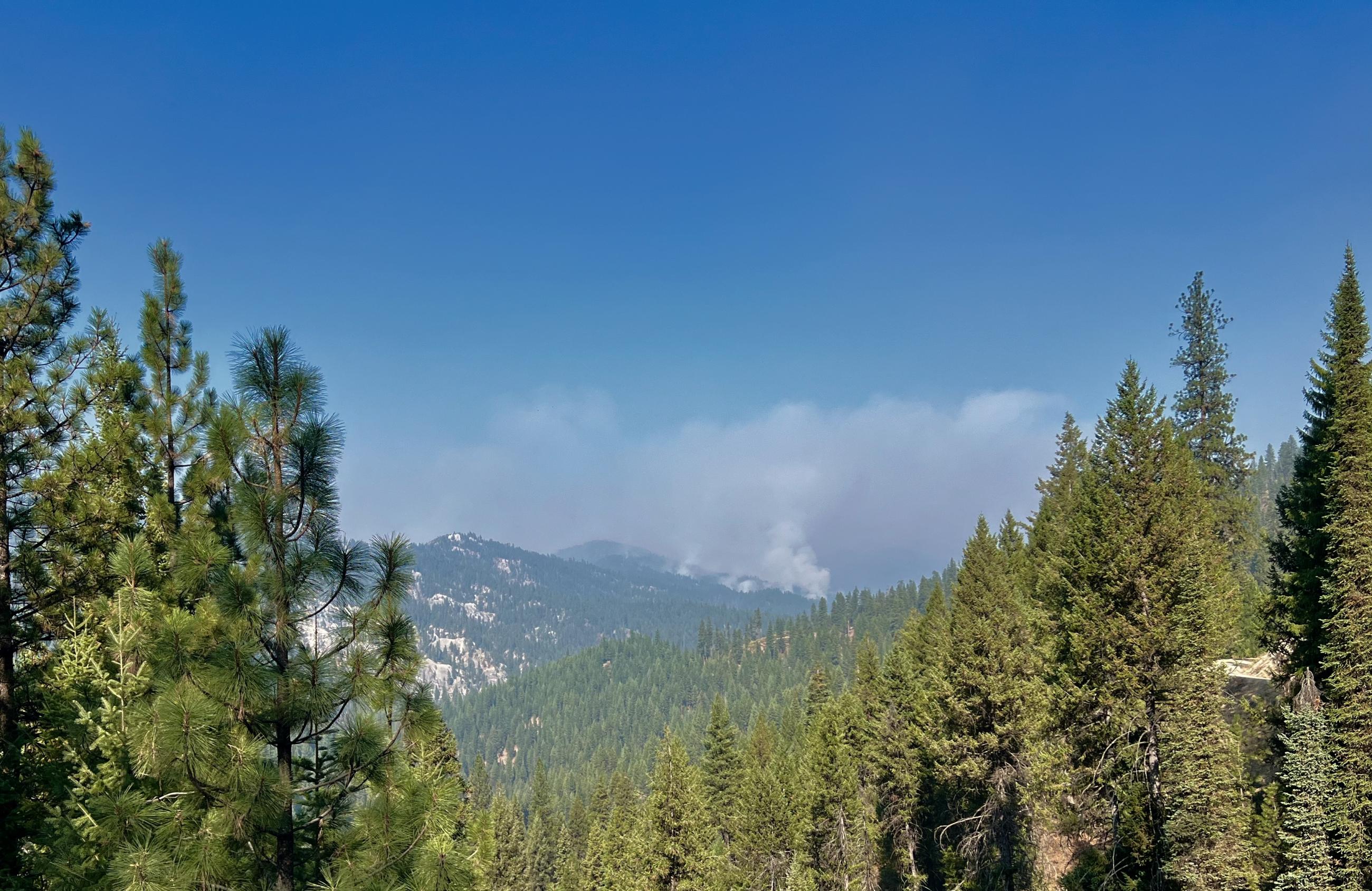 Pine trees frame a blue sky with a forest fire smoking in the distance.