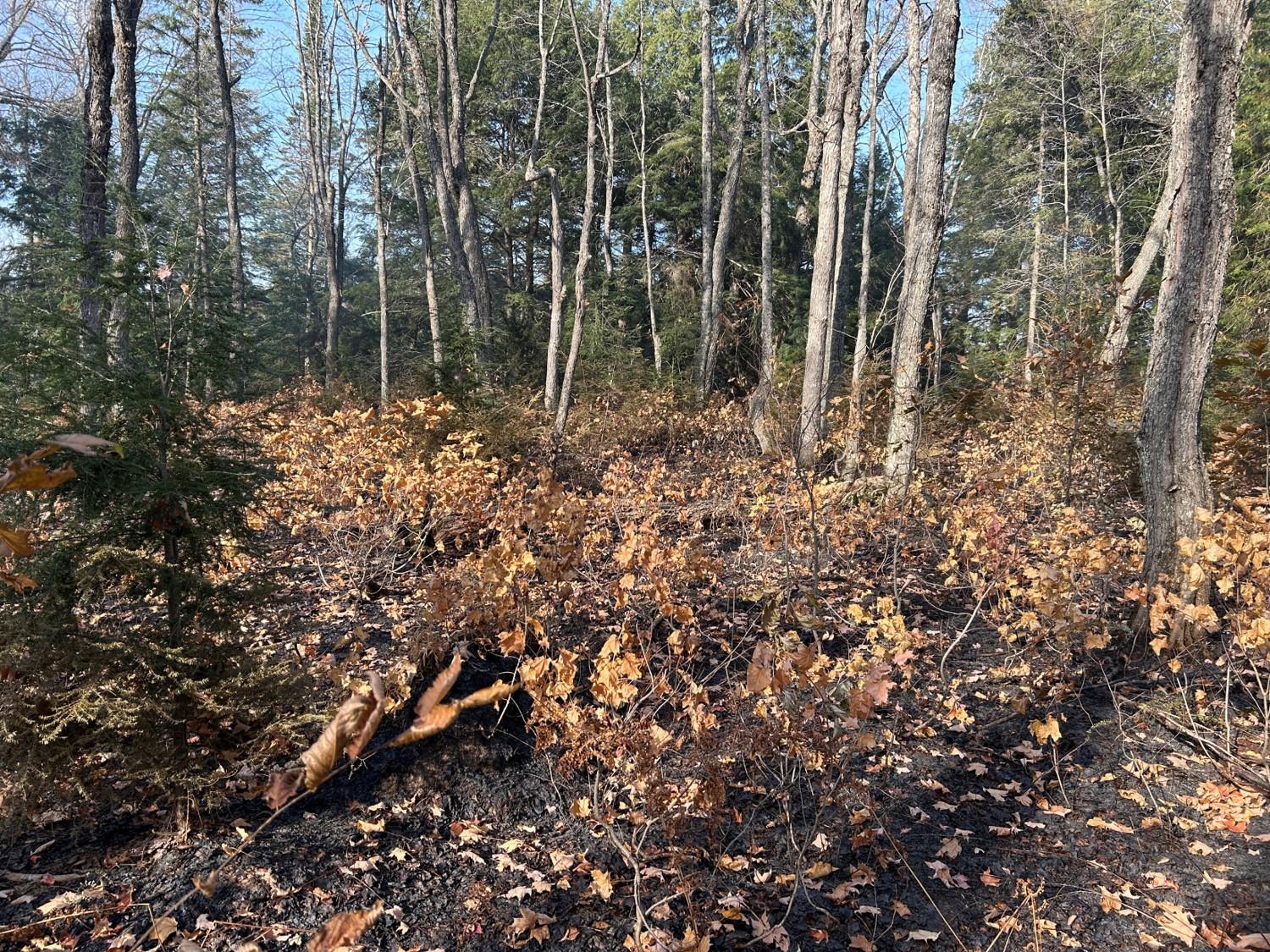 Representative image of interior fire behavior for the Summit Lake Fire. Fire behavior dominated by creeping ground fire that consumes leaf litter.