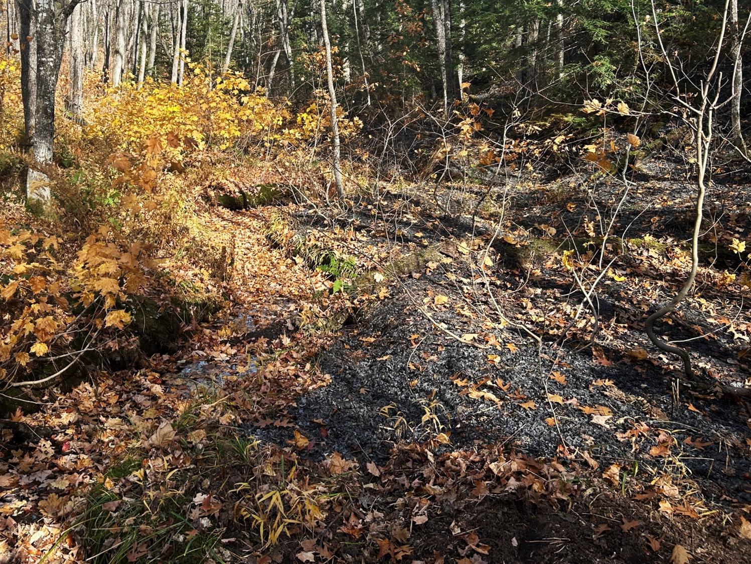 Representative image of interior fire behavior for the Summit Lake Fire. Fire behavior dominated by creeping ground fire that consumes leaf litter.