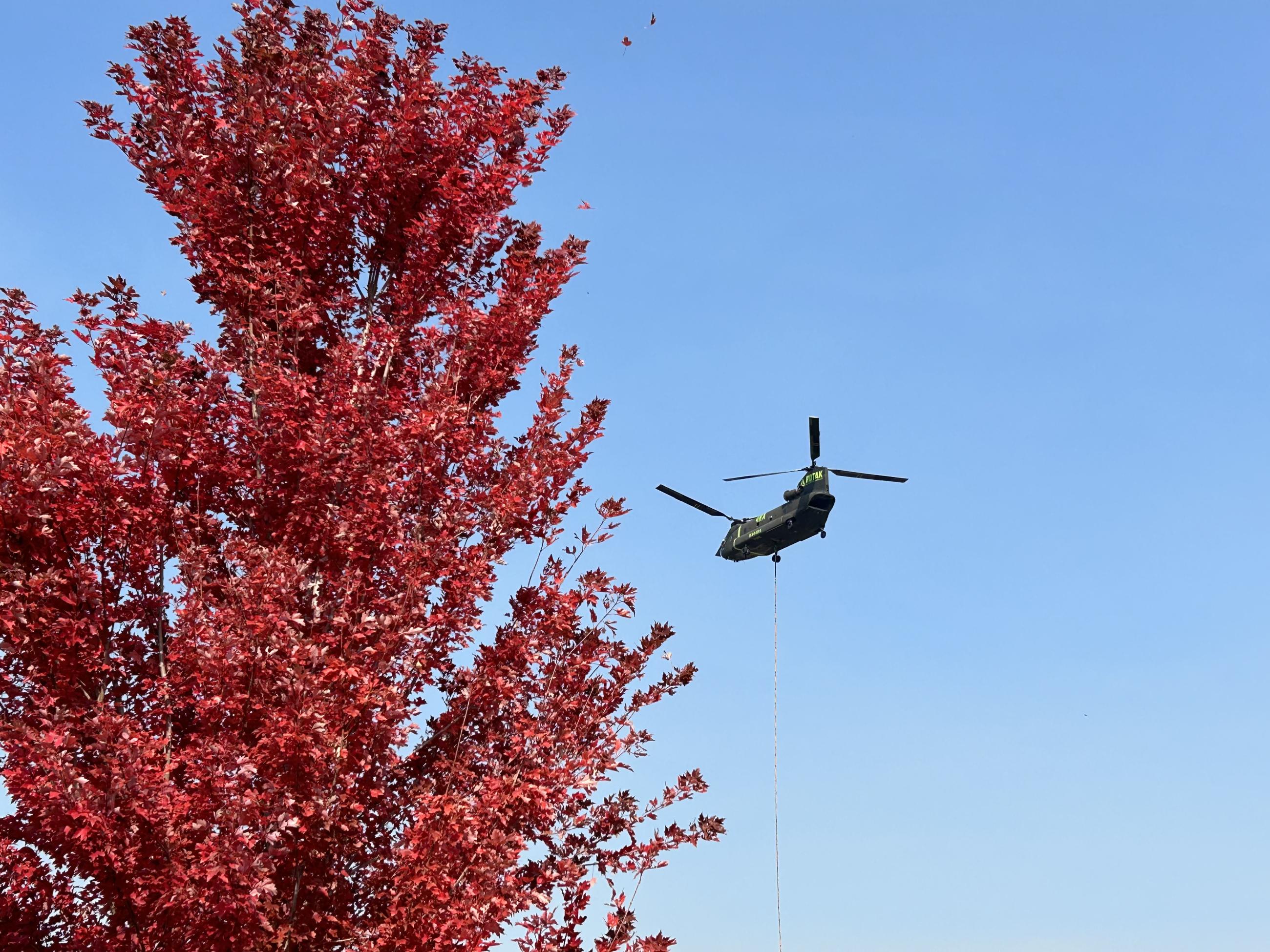 Chinook