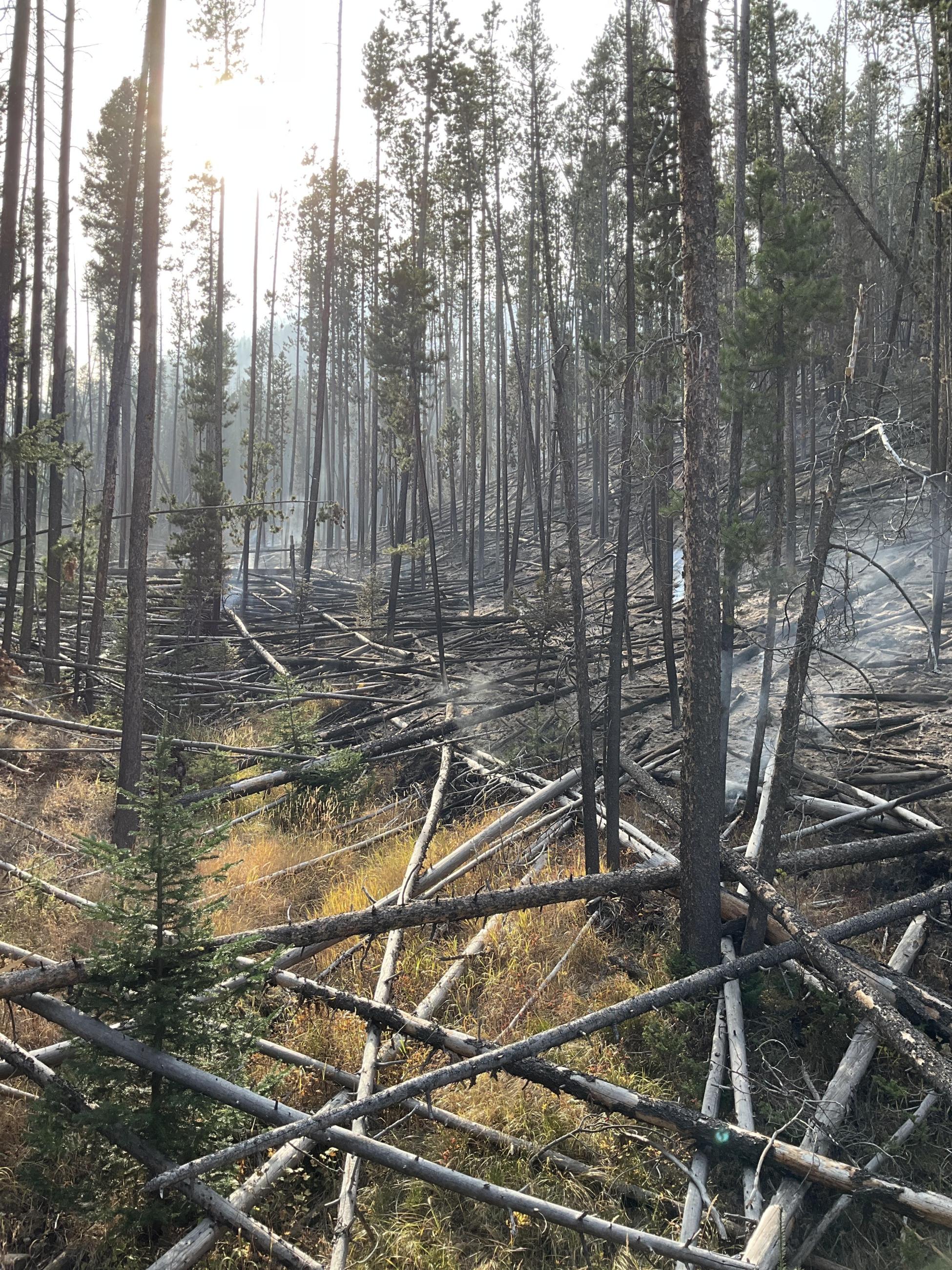 Sheep Creeks Fire edge showing fallen lodgepole pine, with dead standing trees. 