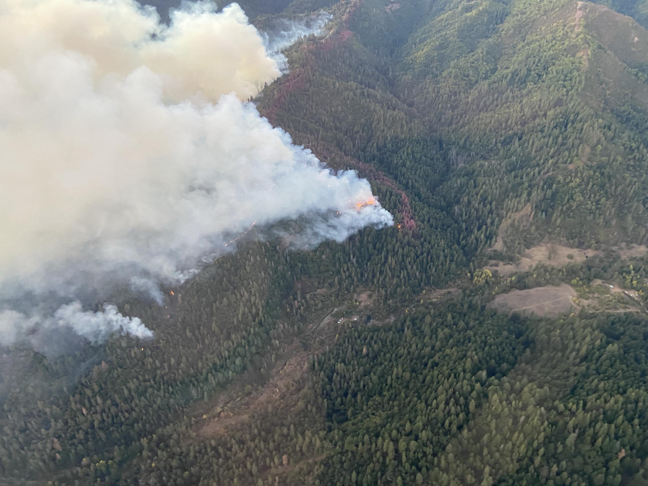 Smoke rises from beneath the trees on the Shoe Fire.