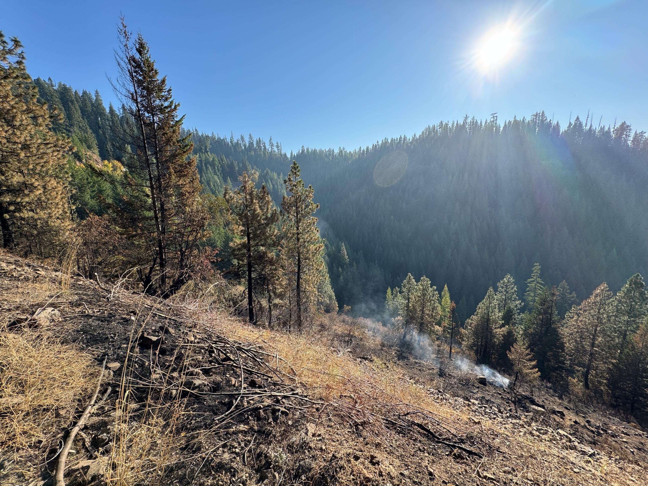 smoke on steep slope of forested area