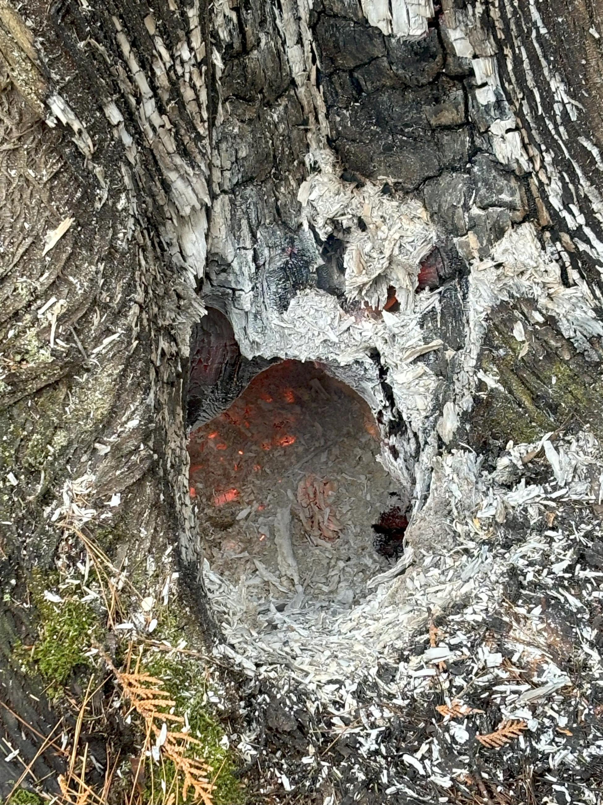 Standing snag tree with fire burning within the interior of the ree on the Summit Lake Fire.