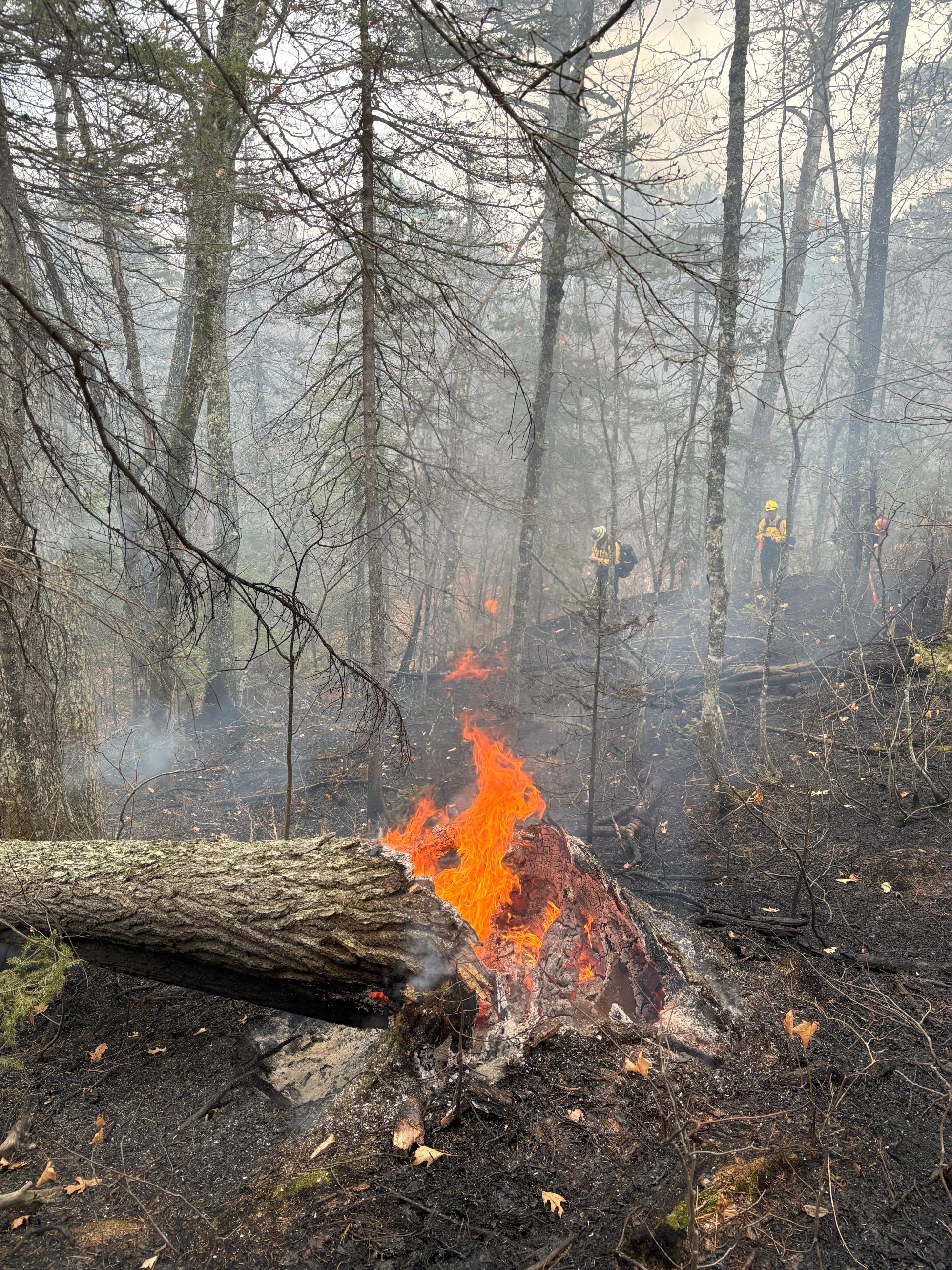 Tree weakened and downed by fire that entered the base of the tree, weakening it until it fell to the ground.