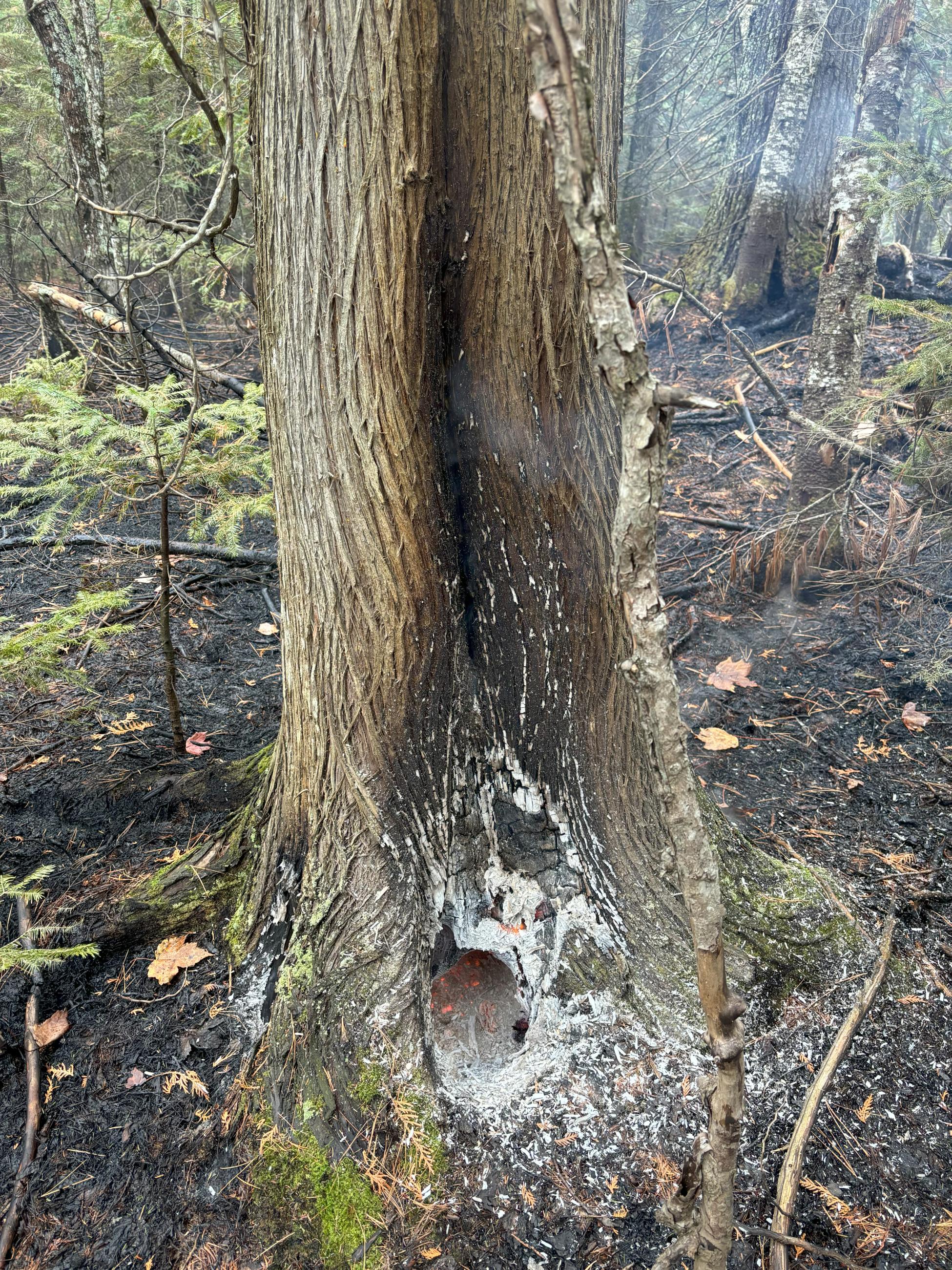 Hollow tree with interior burning on the Summit Lake Fire.  