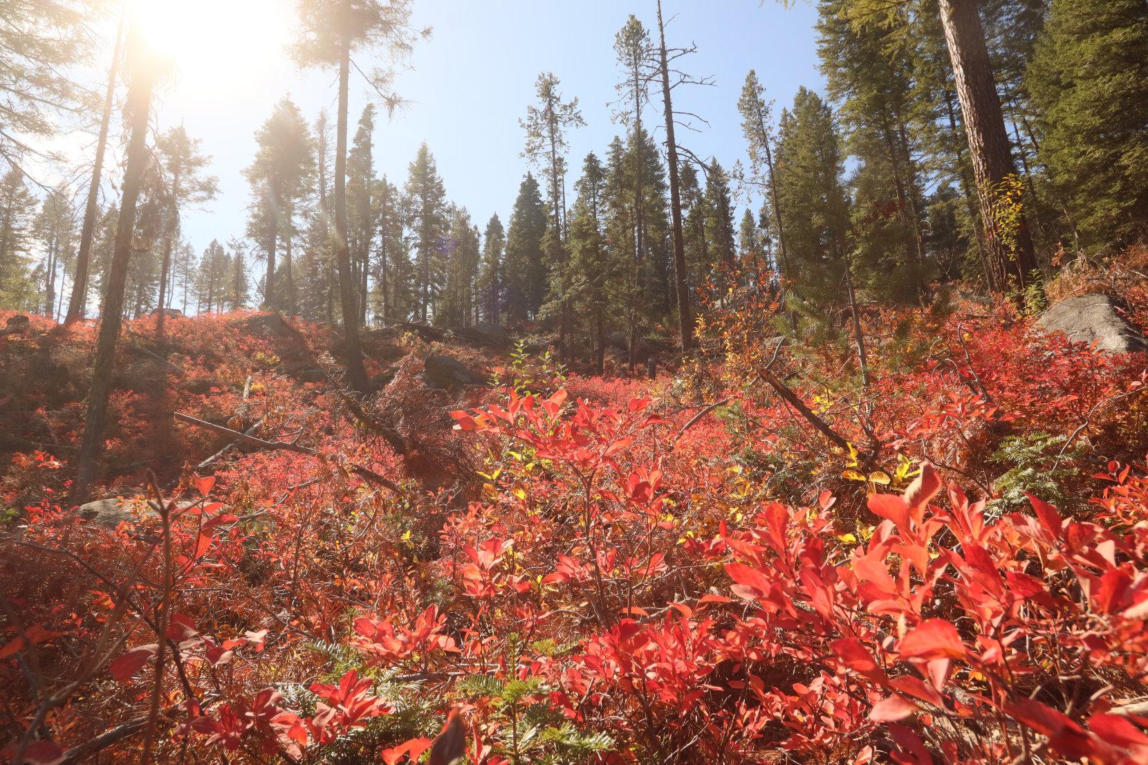 Fall Colors/Vegetation on Northern Flank