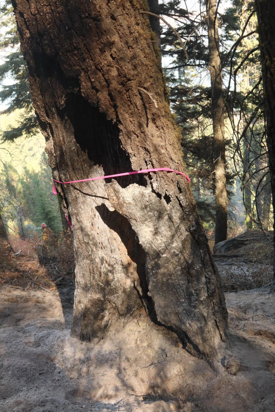 Hazard Tree Burned Out at the Base with pink flagging. 