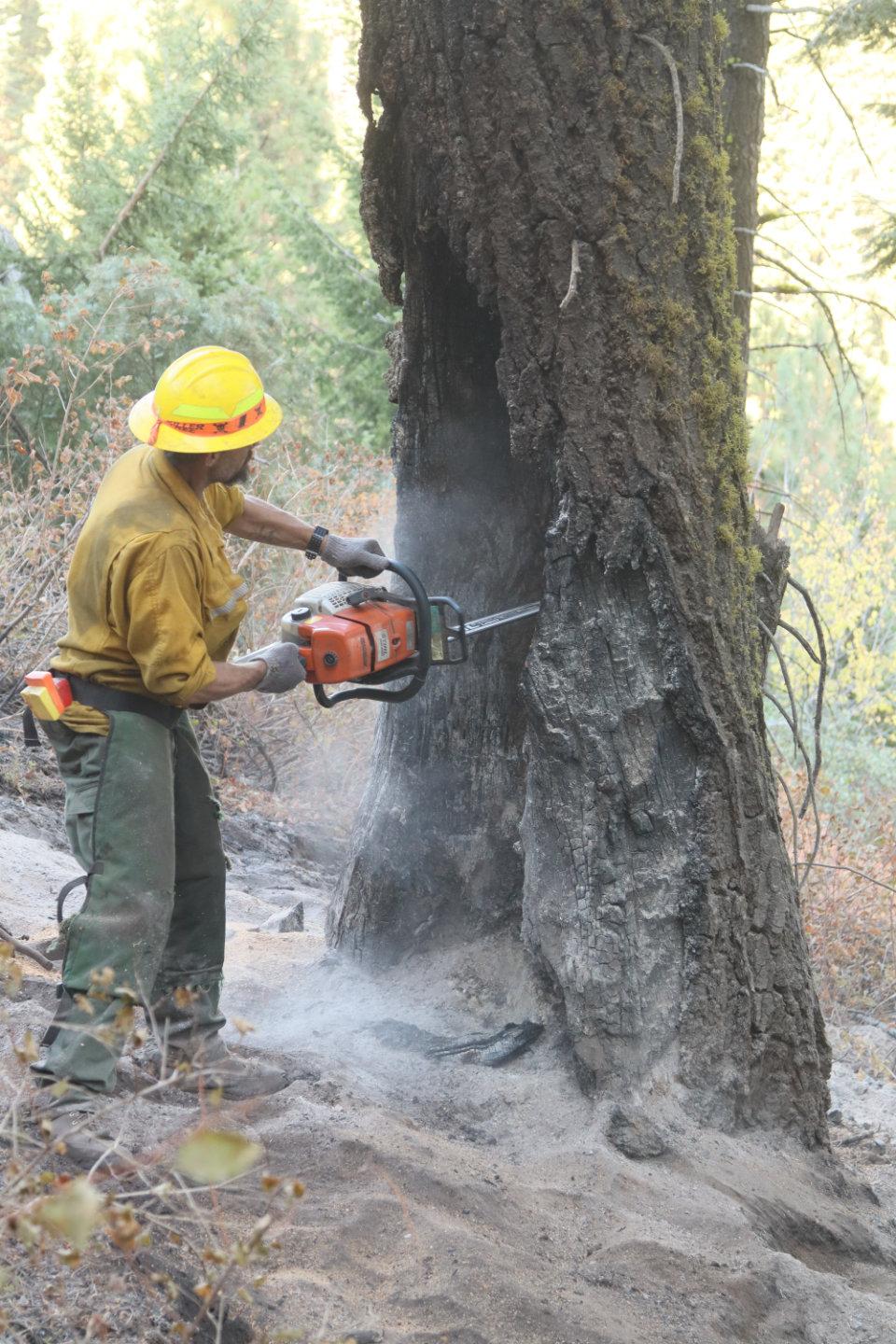 Faller Saws Hazard Tree