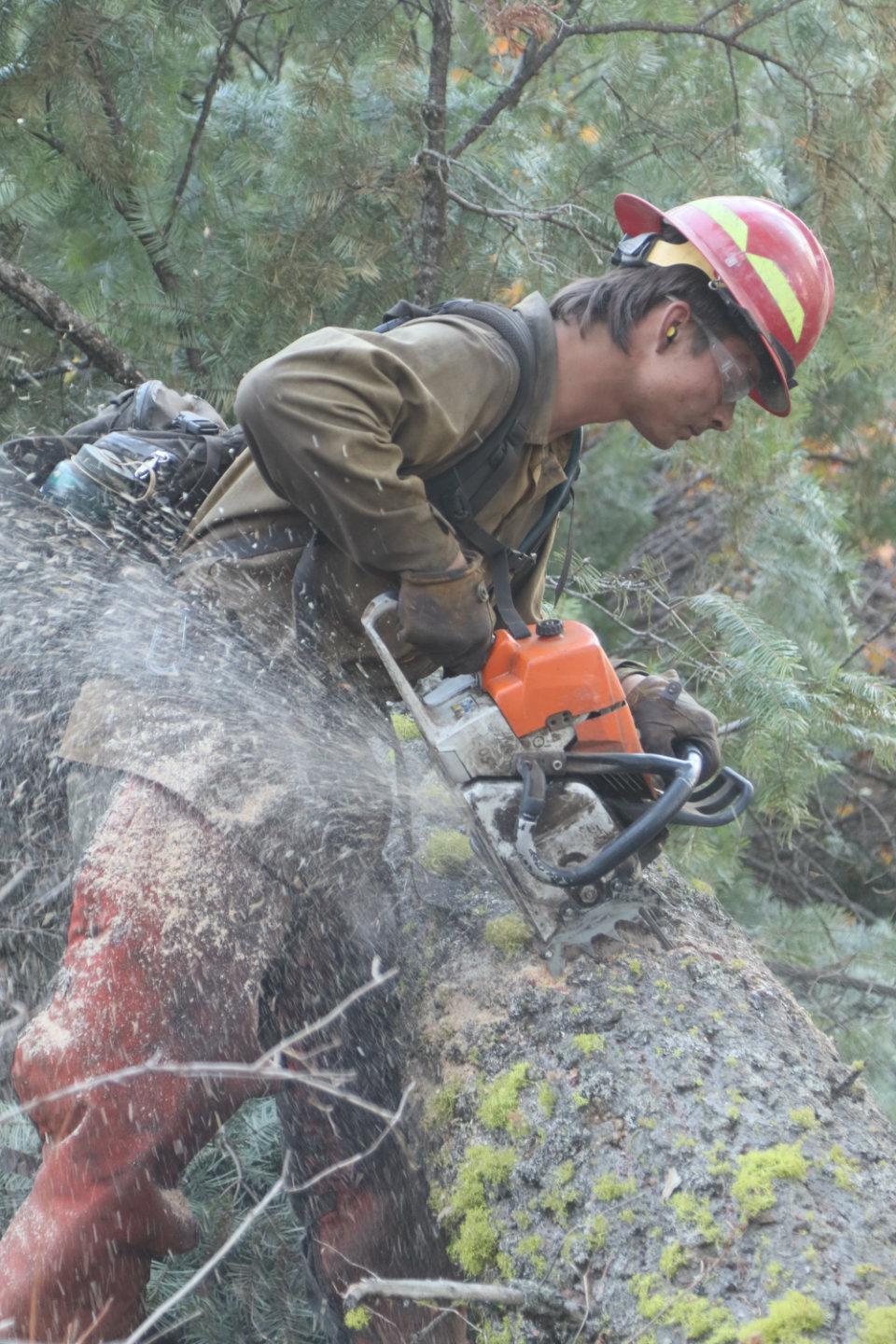 Sawyer Bucks Up Fallen Tree