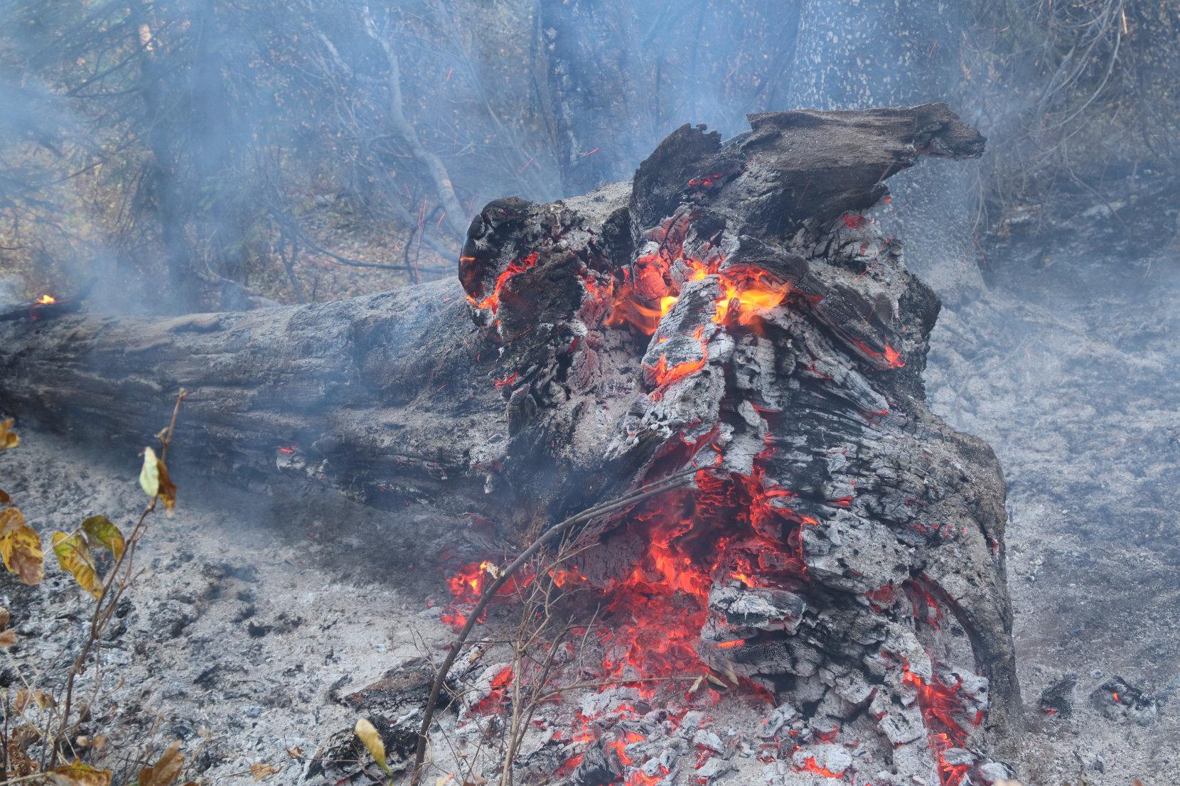 Burning Log