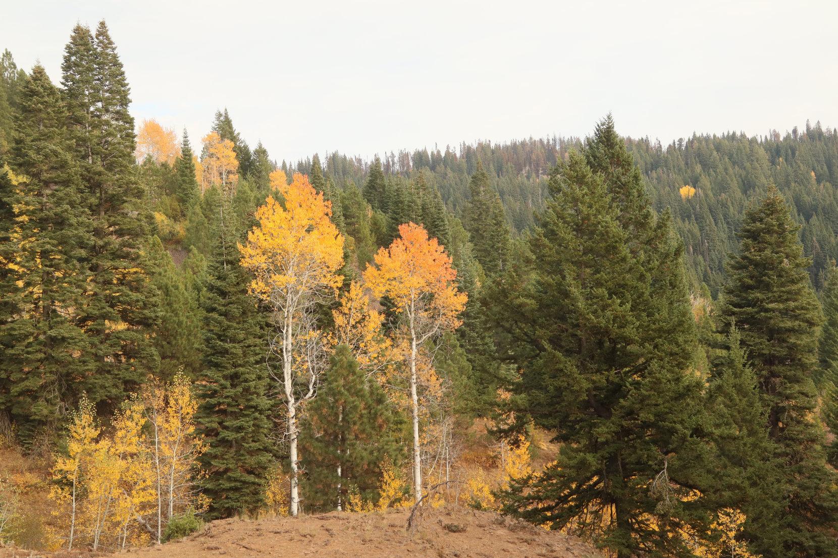 Fall Colors on 835 Road