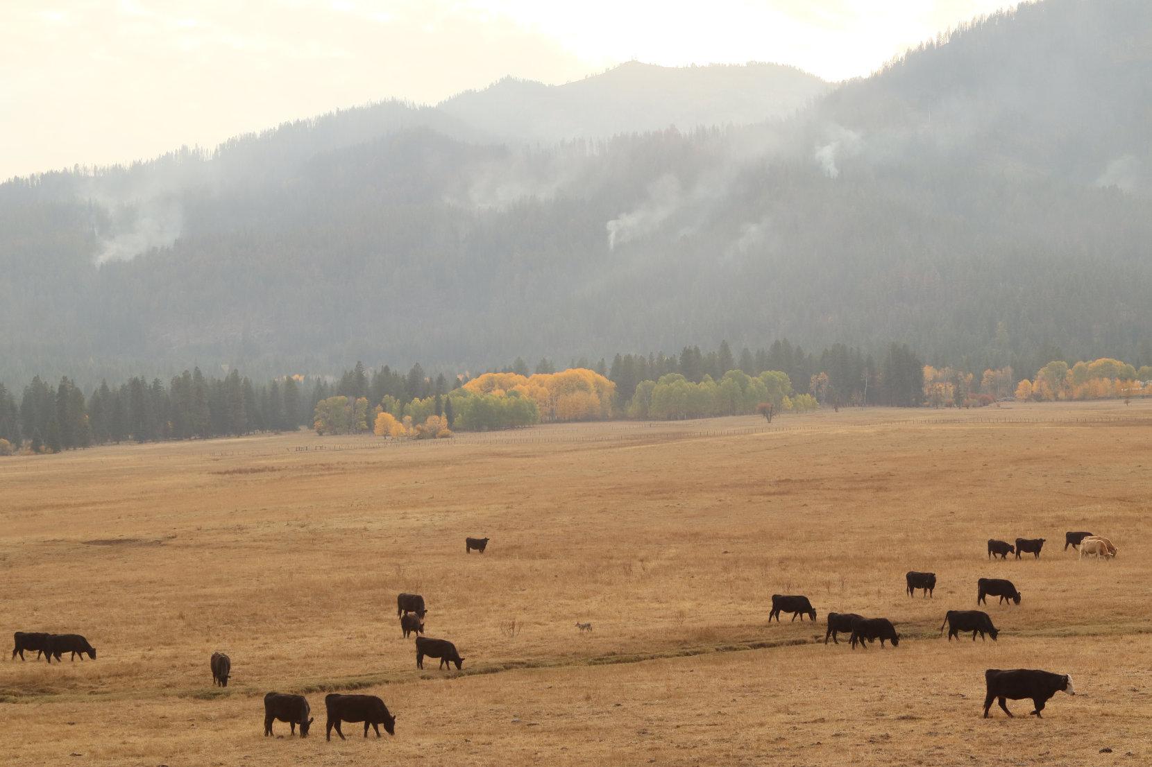 Cattle in Long Valley, Cascade