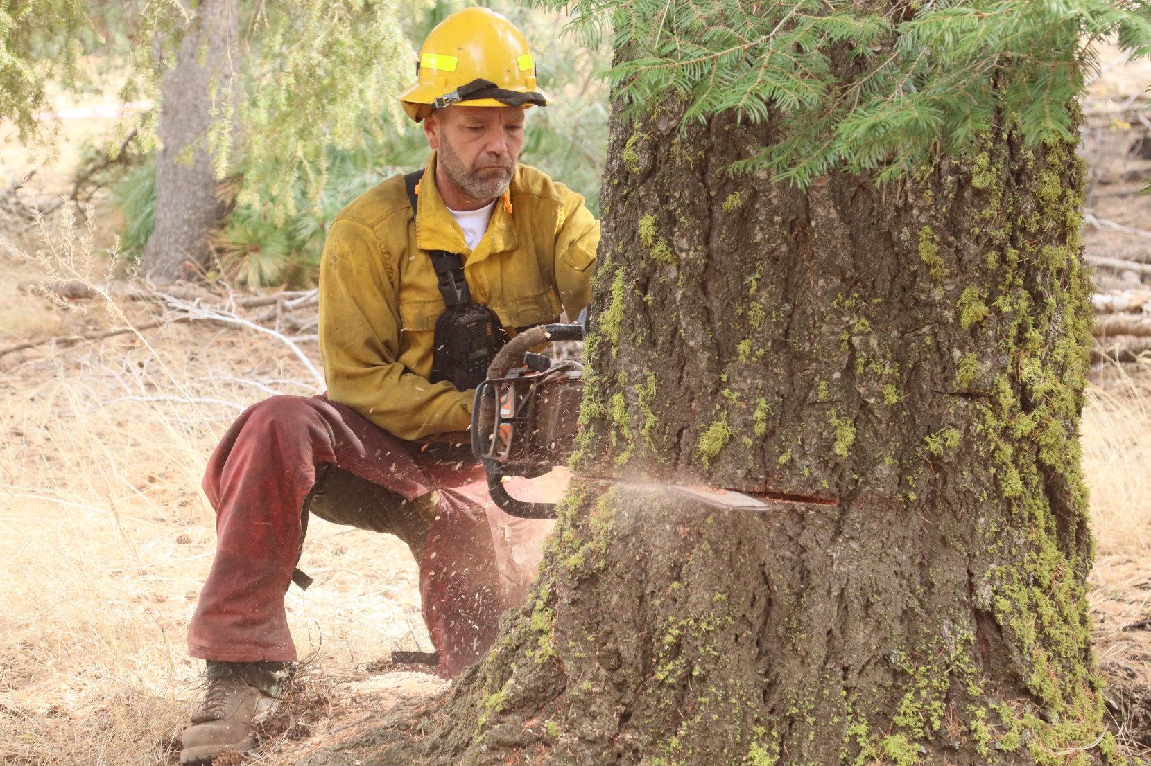 Faller Makes Face Cut in Hazard Tree 3