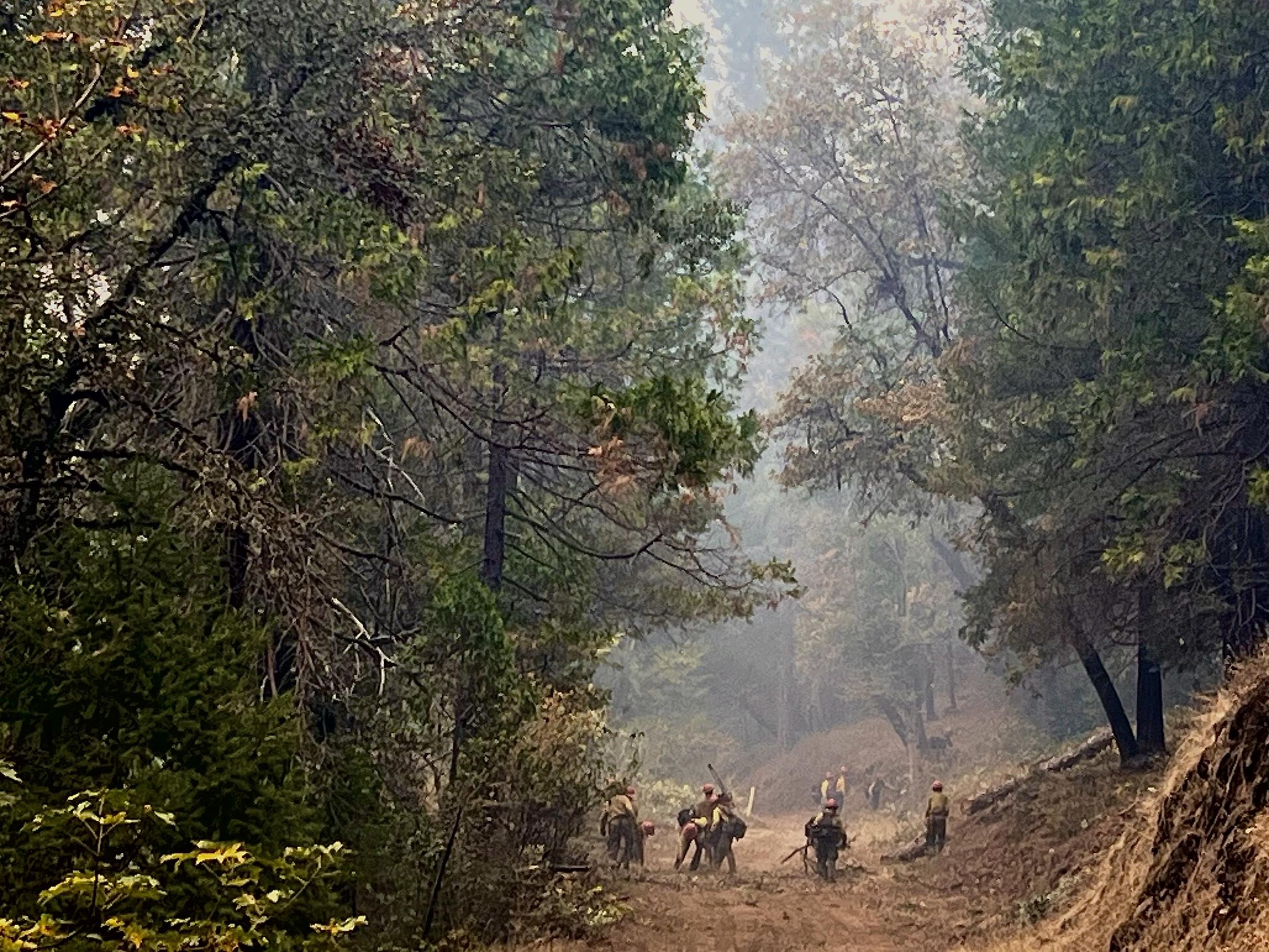 thick timber surrounds fire crews on the Shoe Fire.