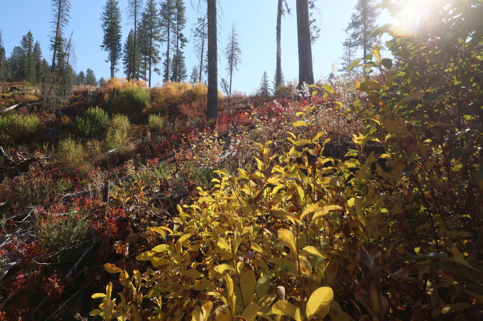 Fall Colors at Sagehen Lake