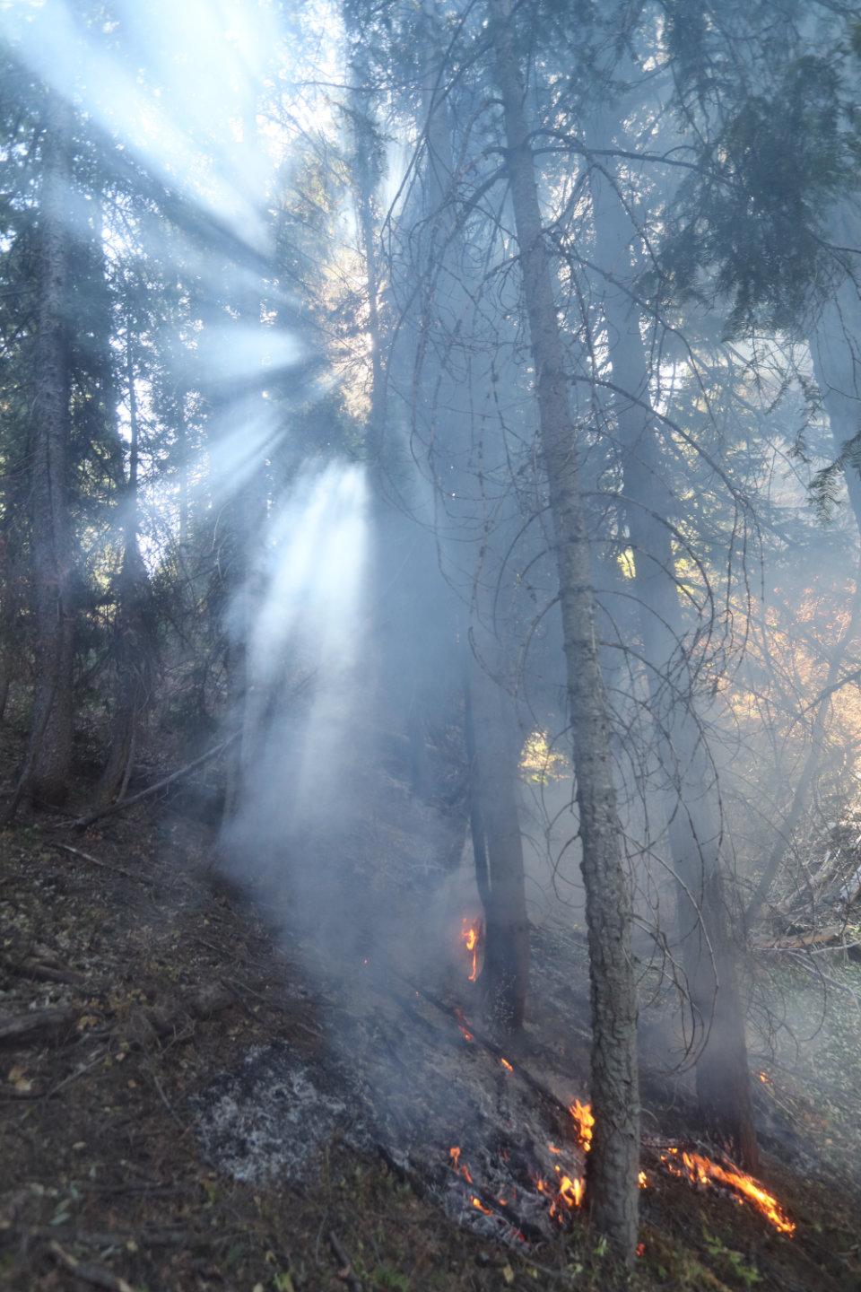 Flames Under Tree Canopy and Sunlight