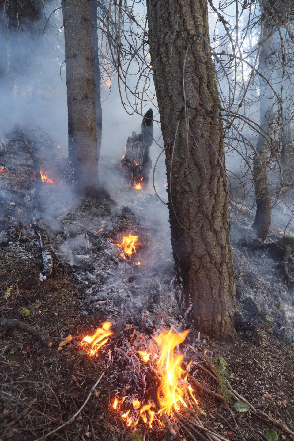 Flames Under Tree Canopy 