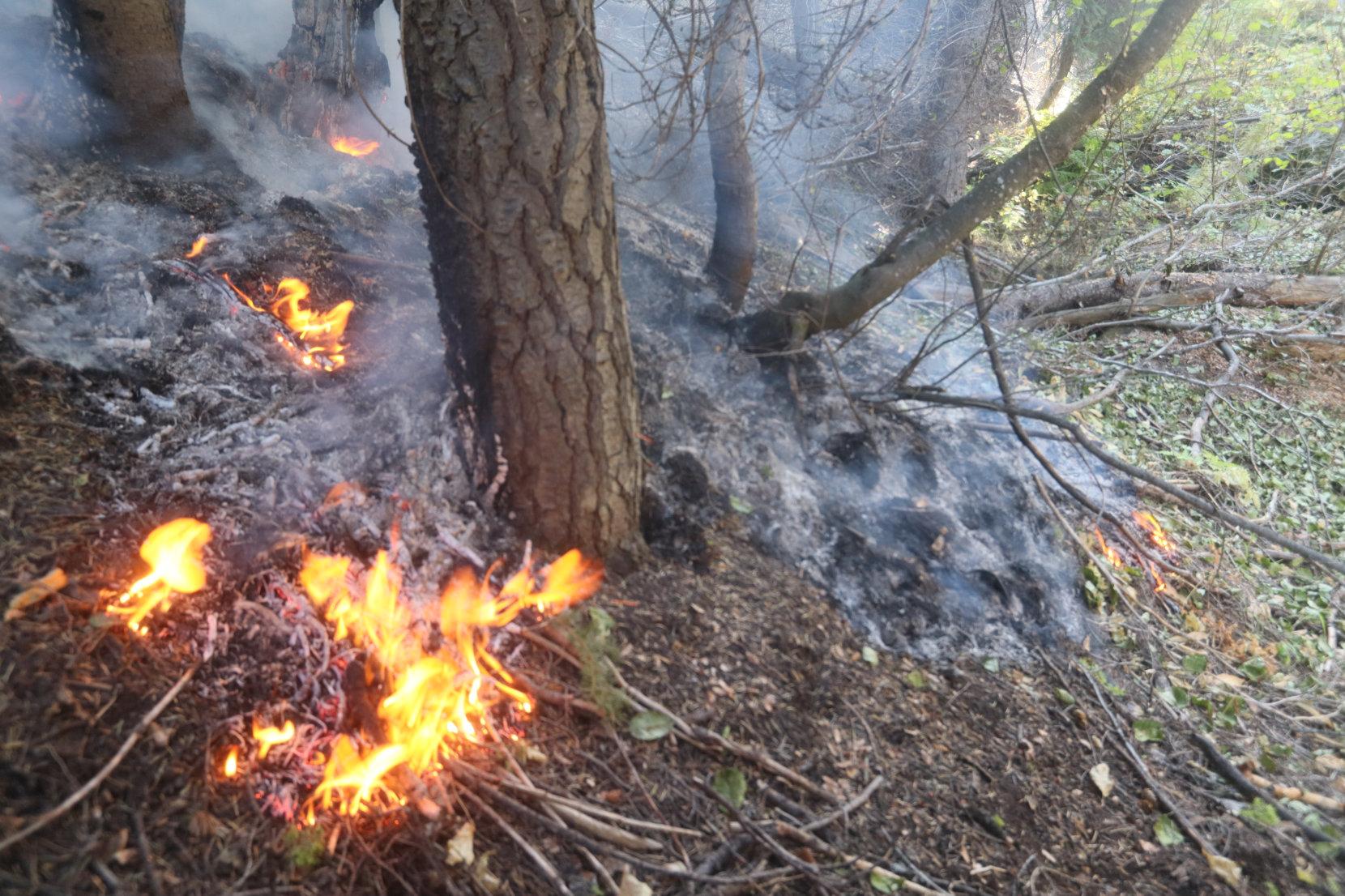 Flames Under Tree Canopy 2