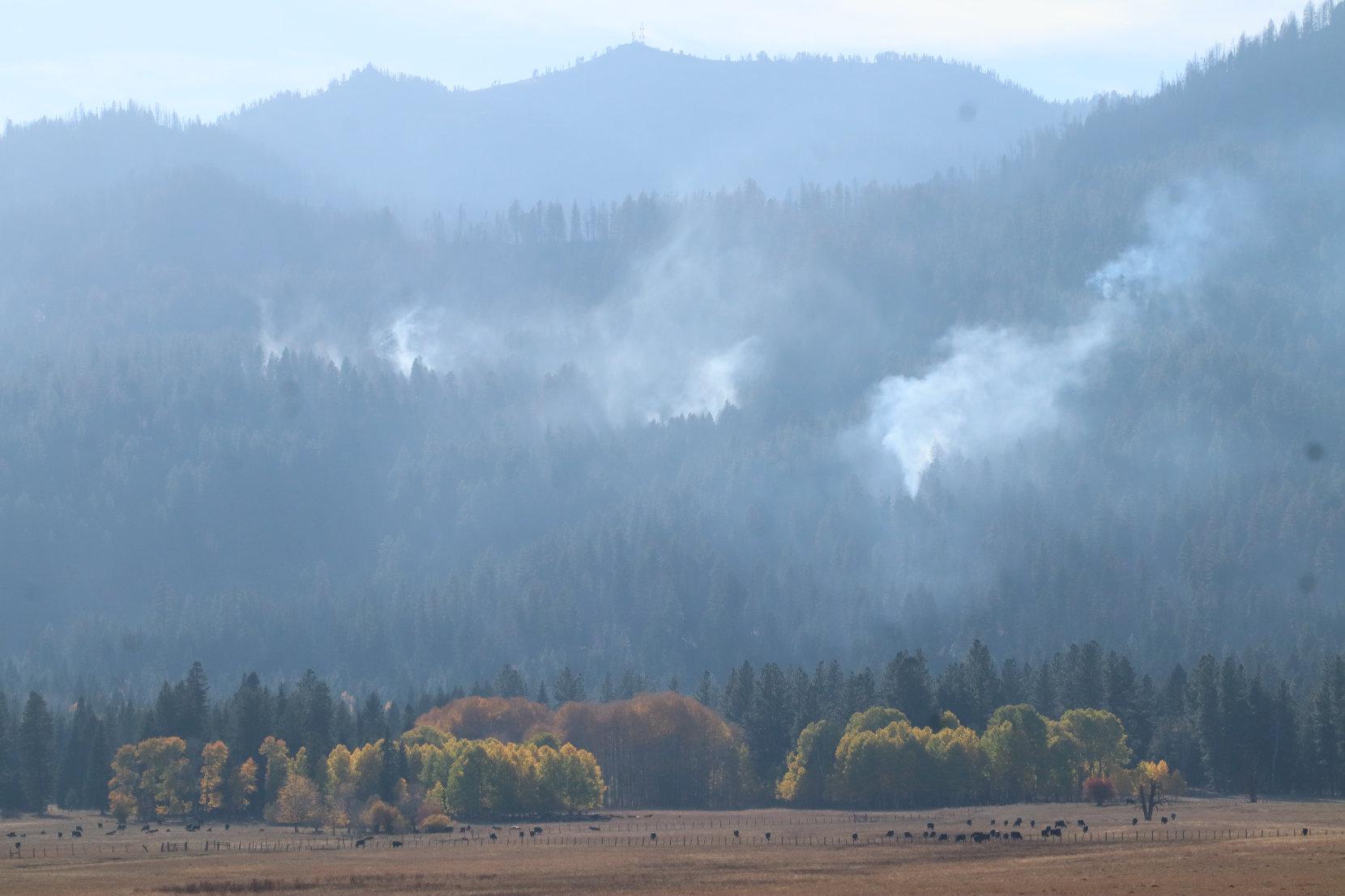 Cattle in Long Valley, Cascade 2