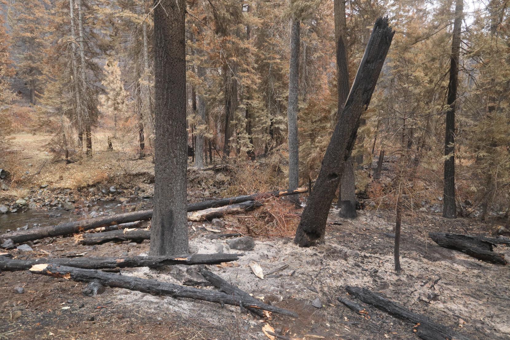 Hazard Tree in Burned Area