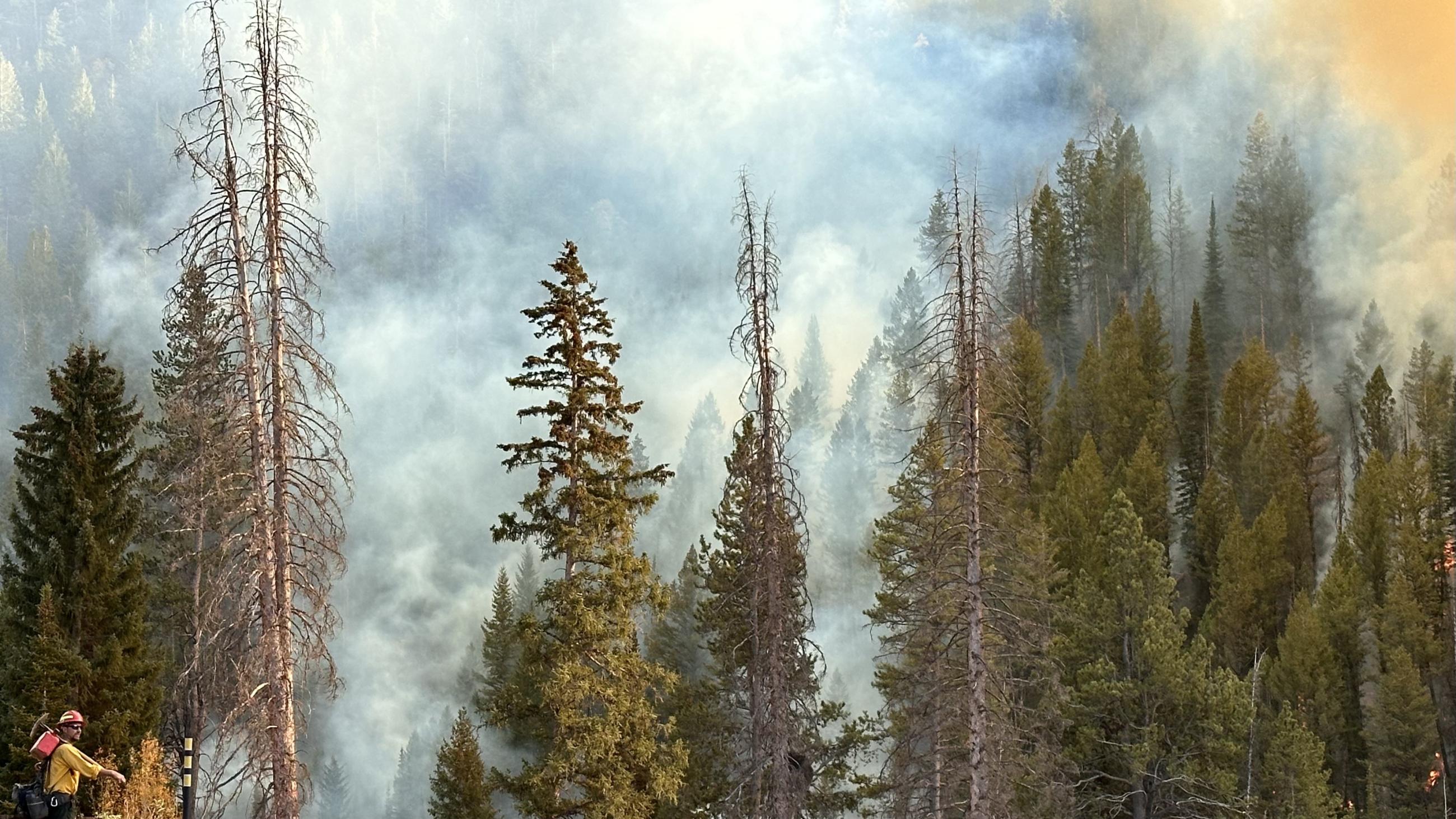 Smoke rising above the trees due to firing operations on the Yellow Lake Fire