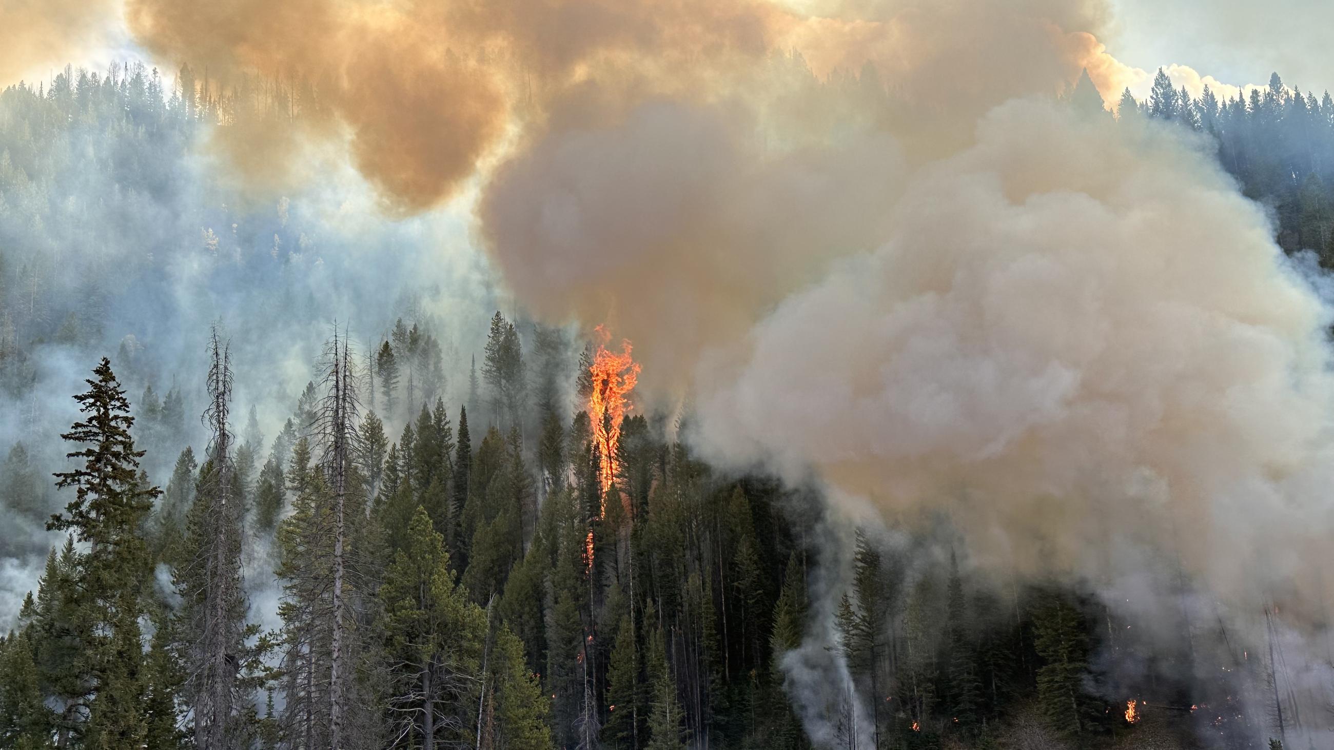 Smoke plume bellowing through the trees due to firing operations