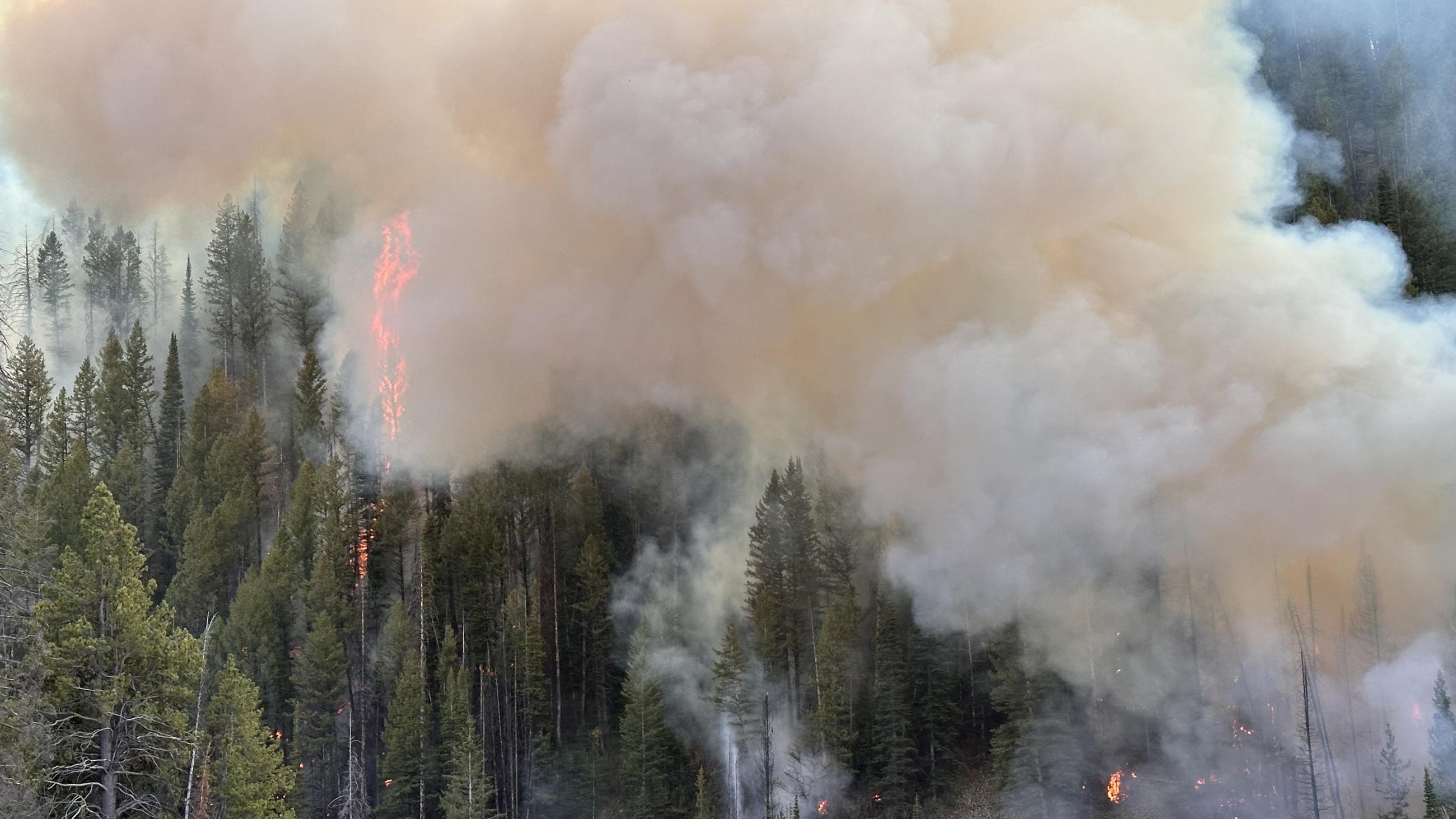 Large smoke plume rolling through trees from firing operations