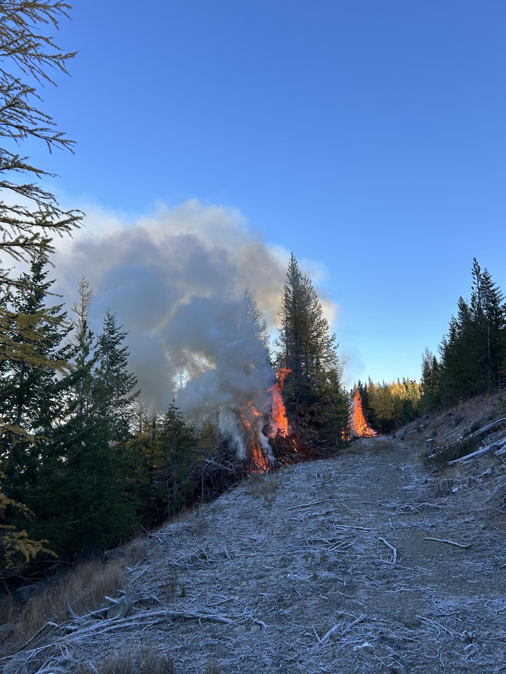 Piles burning in the forest