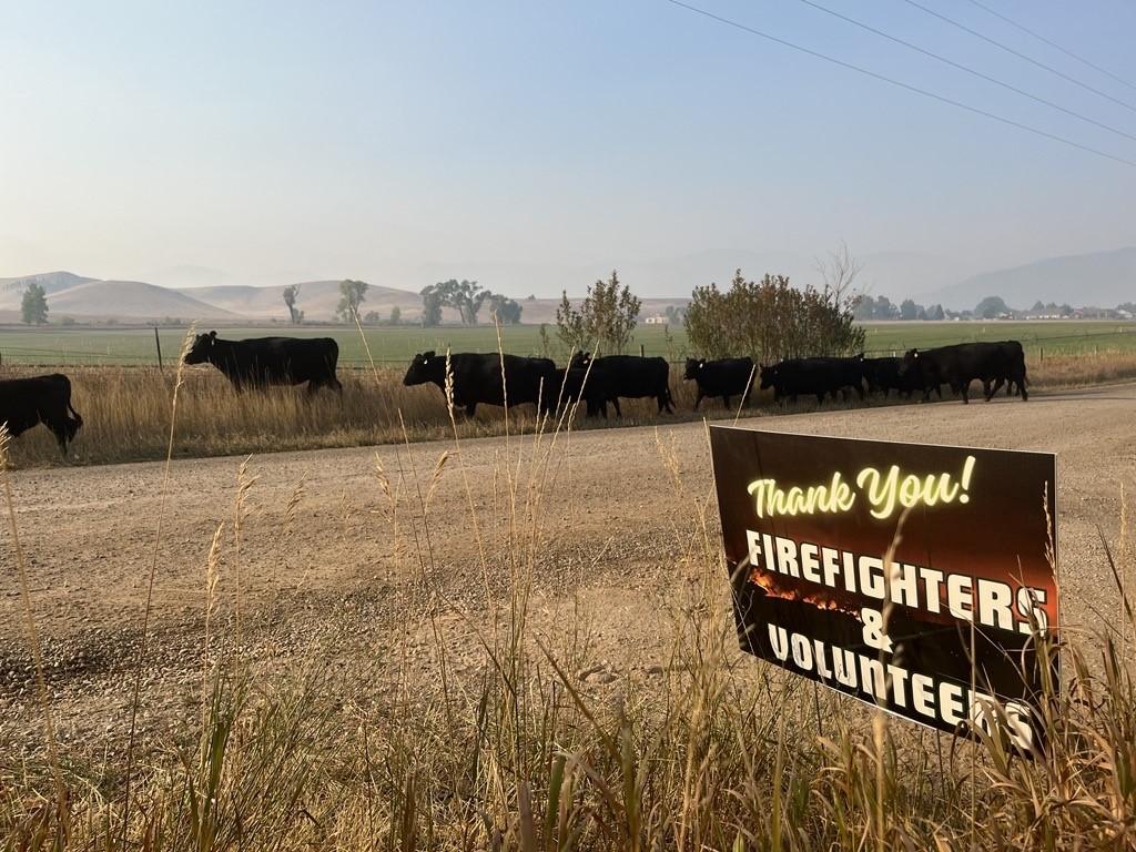 This image shows cows walking on a dirt road, from right to left, with a sign reading, "Thank you firefighters & volunteers" in the foreground. 