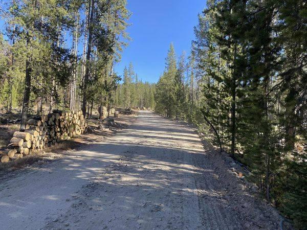 A dirt road with trees on both side with firewood stack up on the side. 