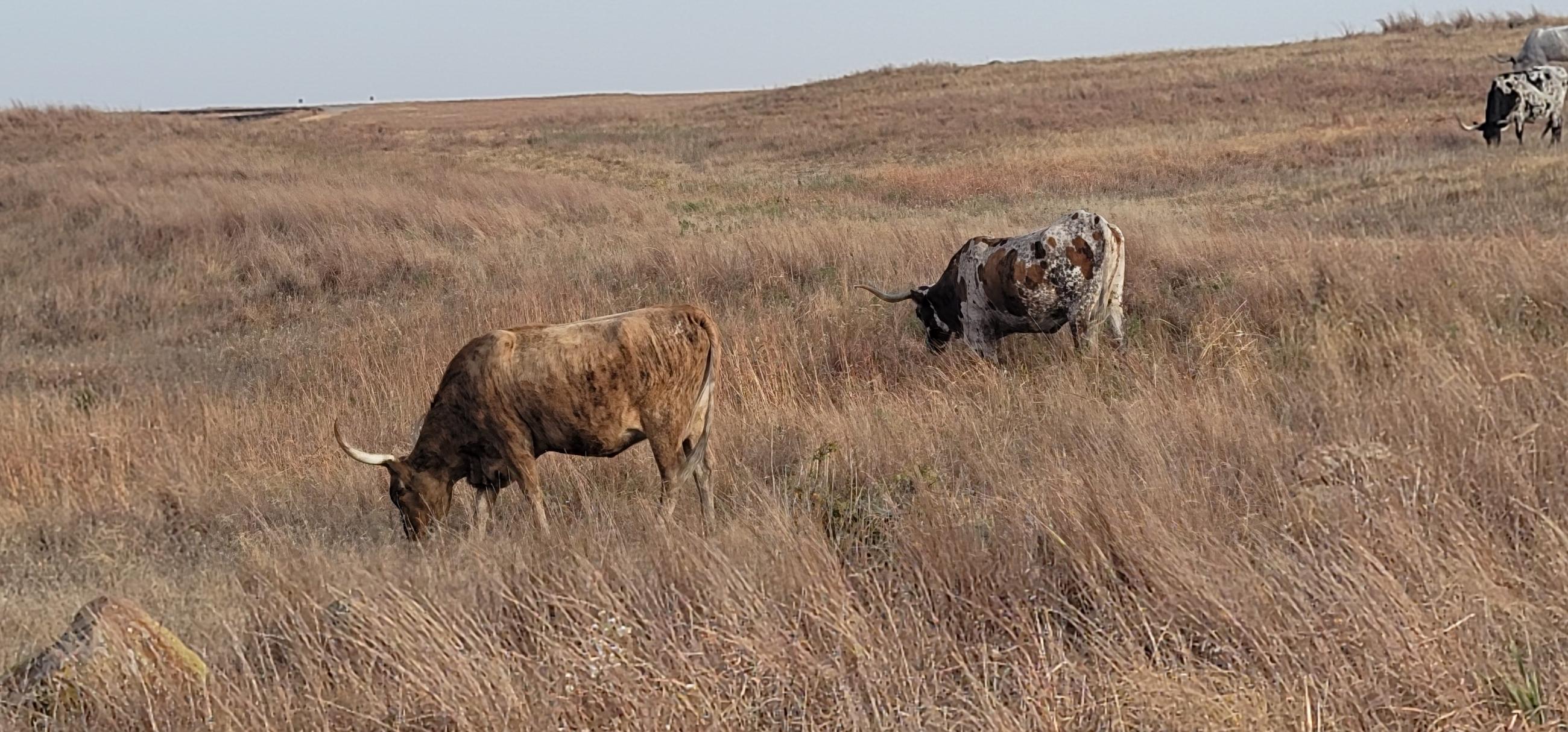 Longhorn cattle grazing near Holy City near Rush Fire