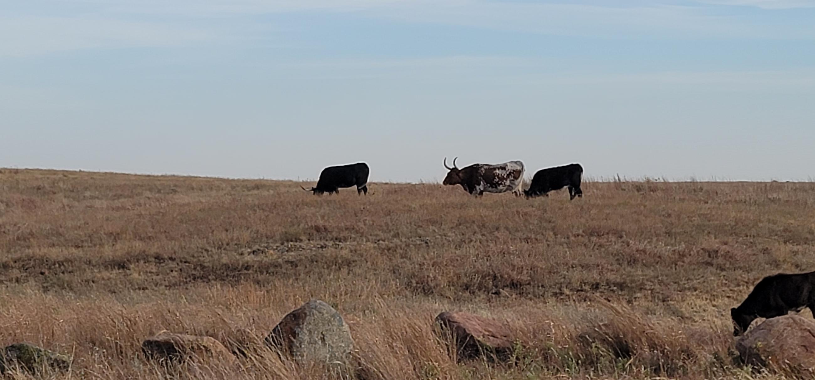 Longhorn cattle grazing near Holy City near Rush Fire