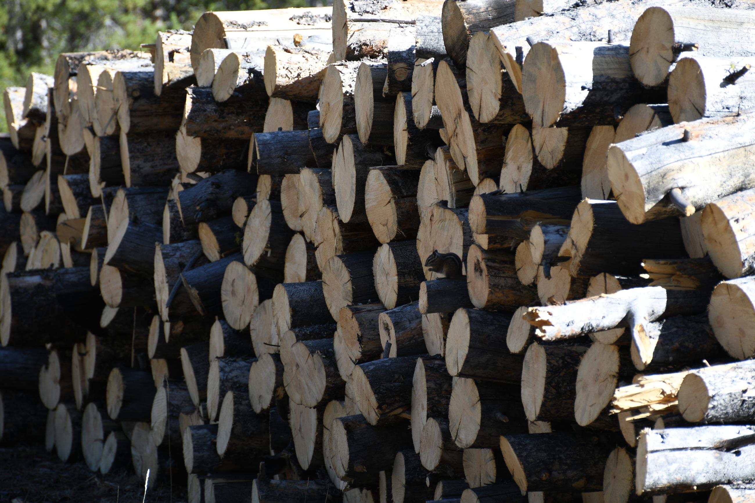 Chipmunk on stack of wood in Iron Creek Campground, 10/5/24