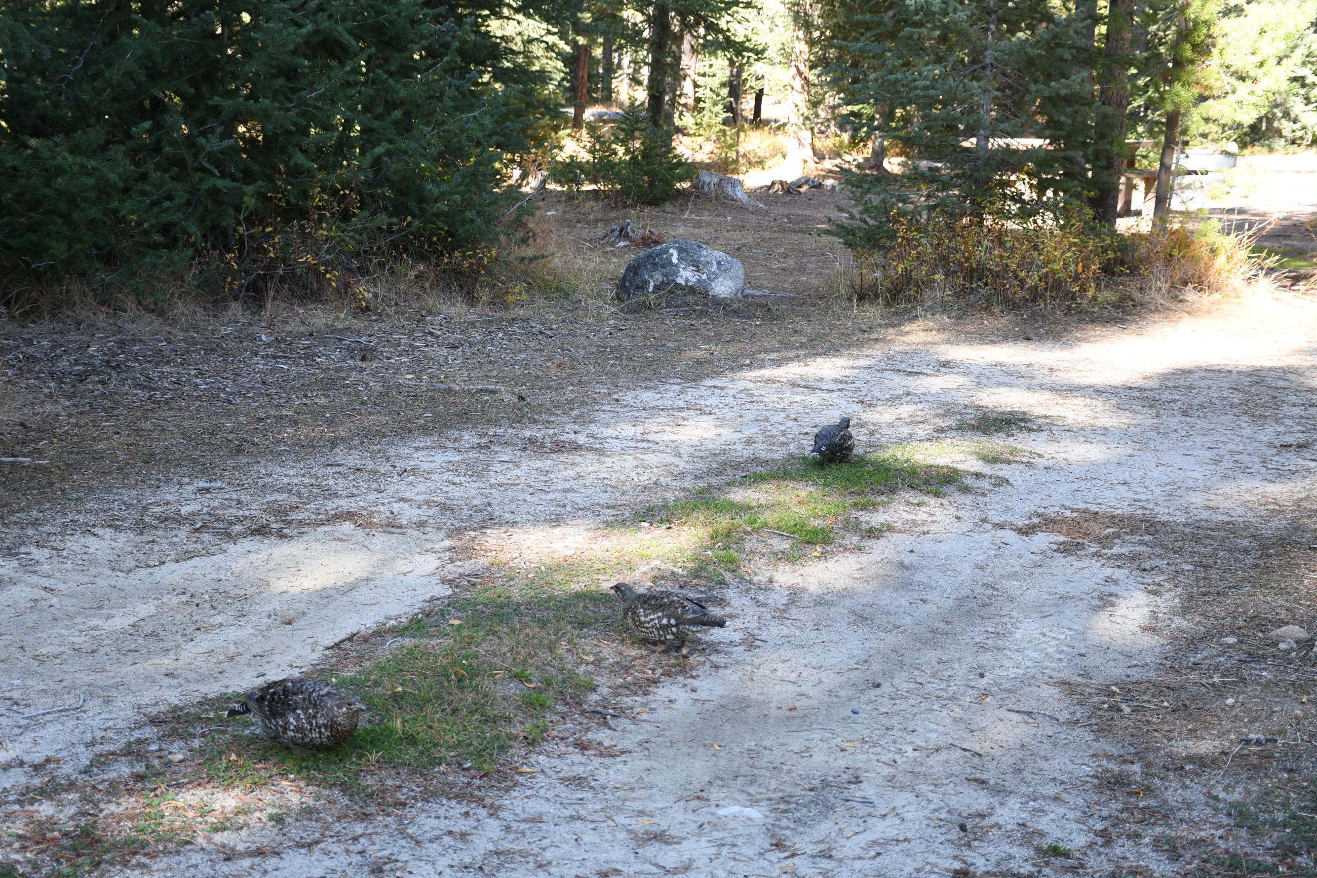 Grouse hanging out in Iron Creek Campground, 10/2/24