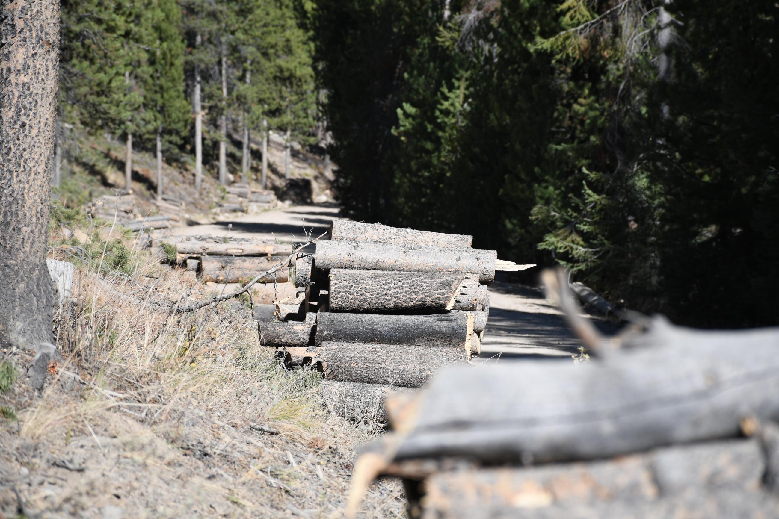 Piles of wood along the road to Iron Creek campground, 10/2/24