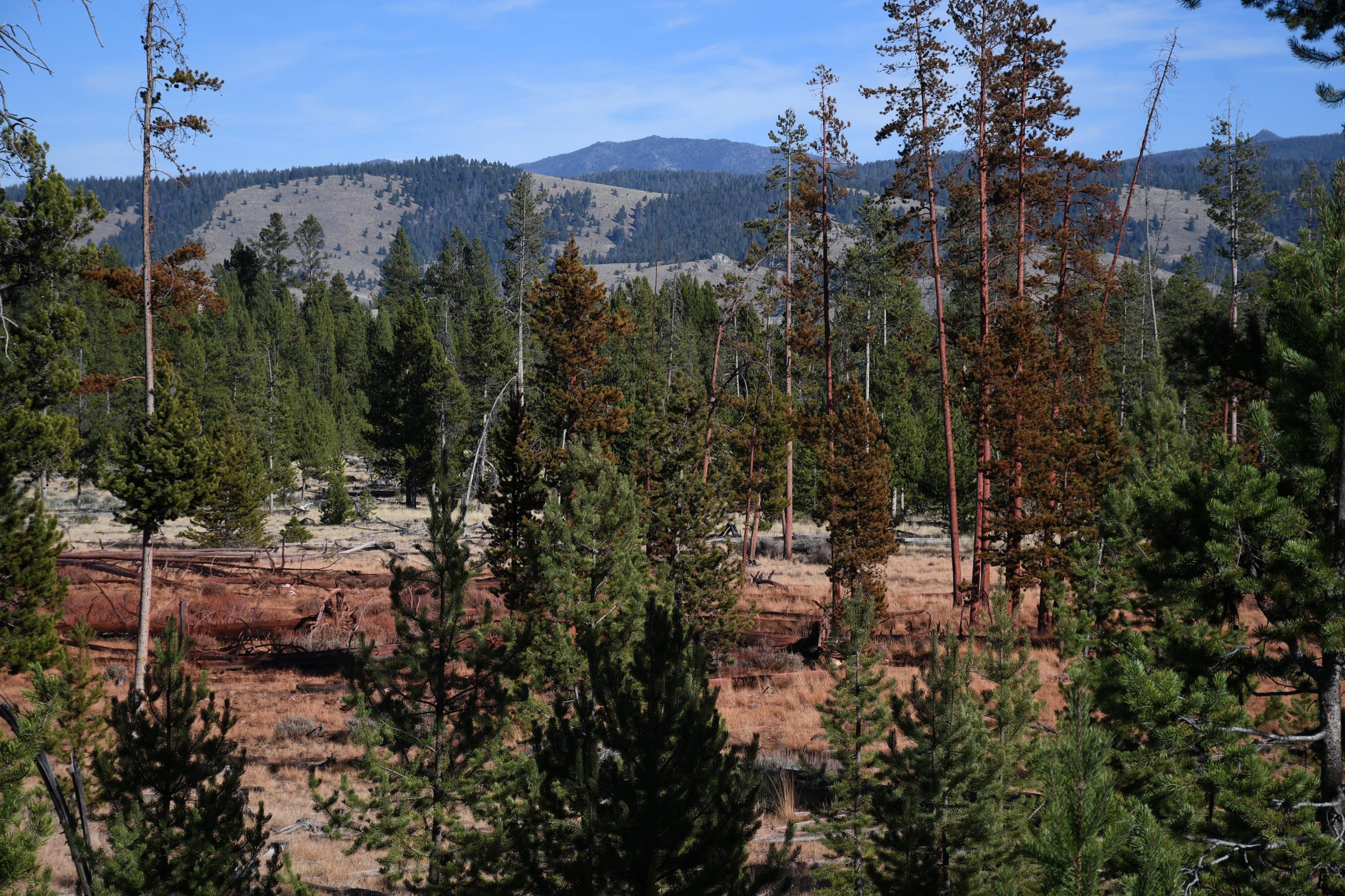 Retardant dropped near Iron Creek from the earlier days of the Wapiti Fire, 10/2/24