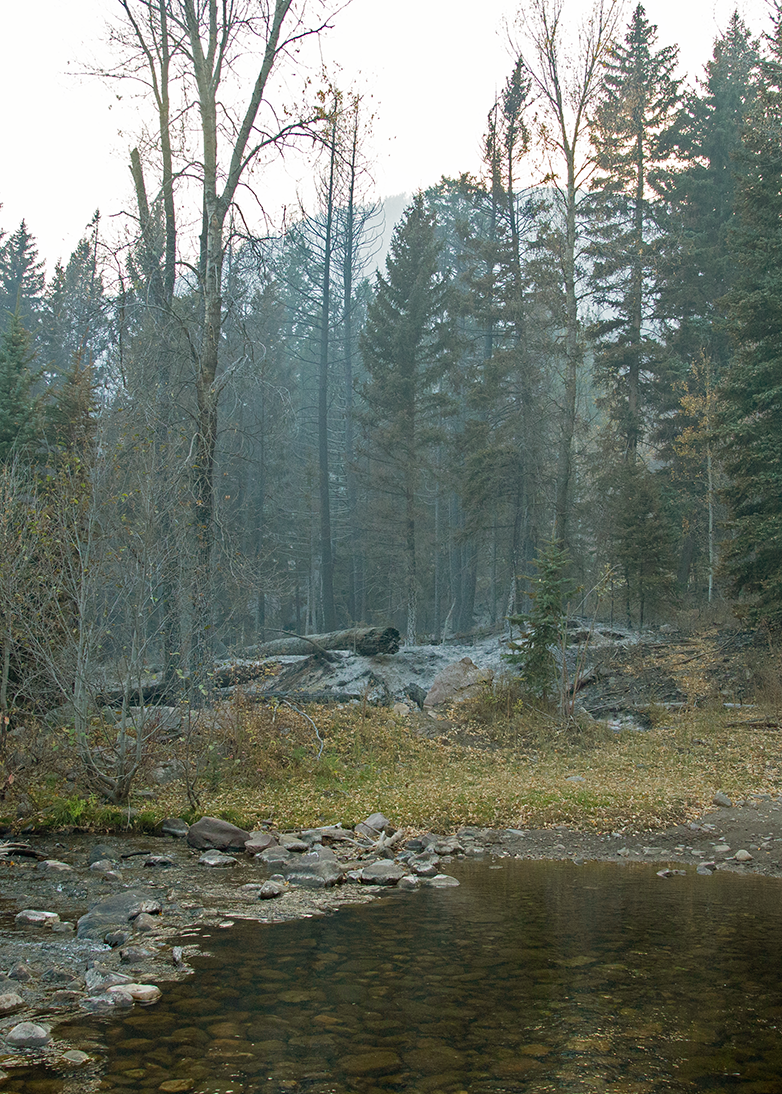 A wooded area next to a creek with smoke in the air.