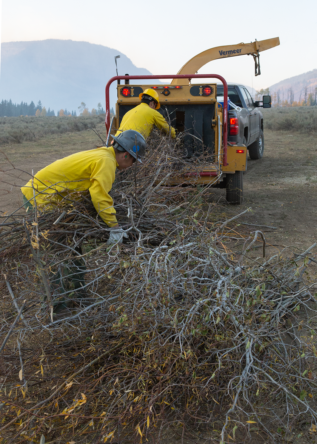 Two workers wearing yellows. hardhats and fire pants grab tree debris to feed into a wood chipper.