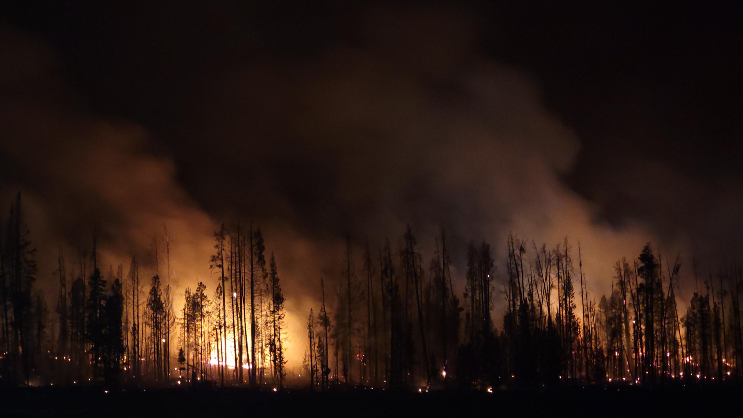 Fire is seen on the forest floor set behind conifer trees at night. Small specks of embers, like stars at night, are scattered in the bottom quarter of the image. One prominent area, in the left half, is glowing stronger than any other