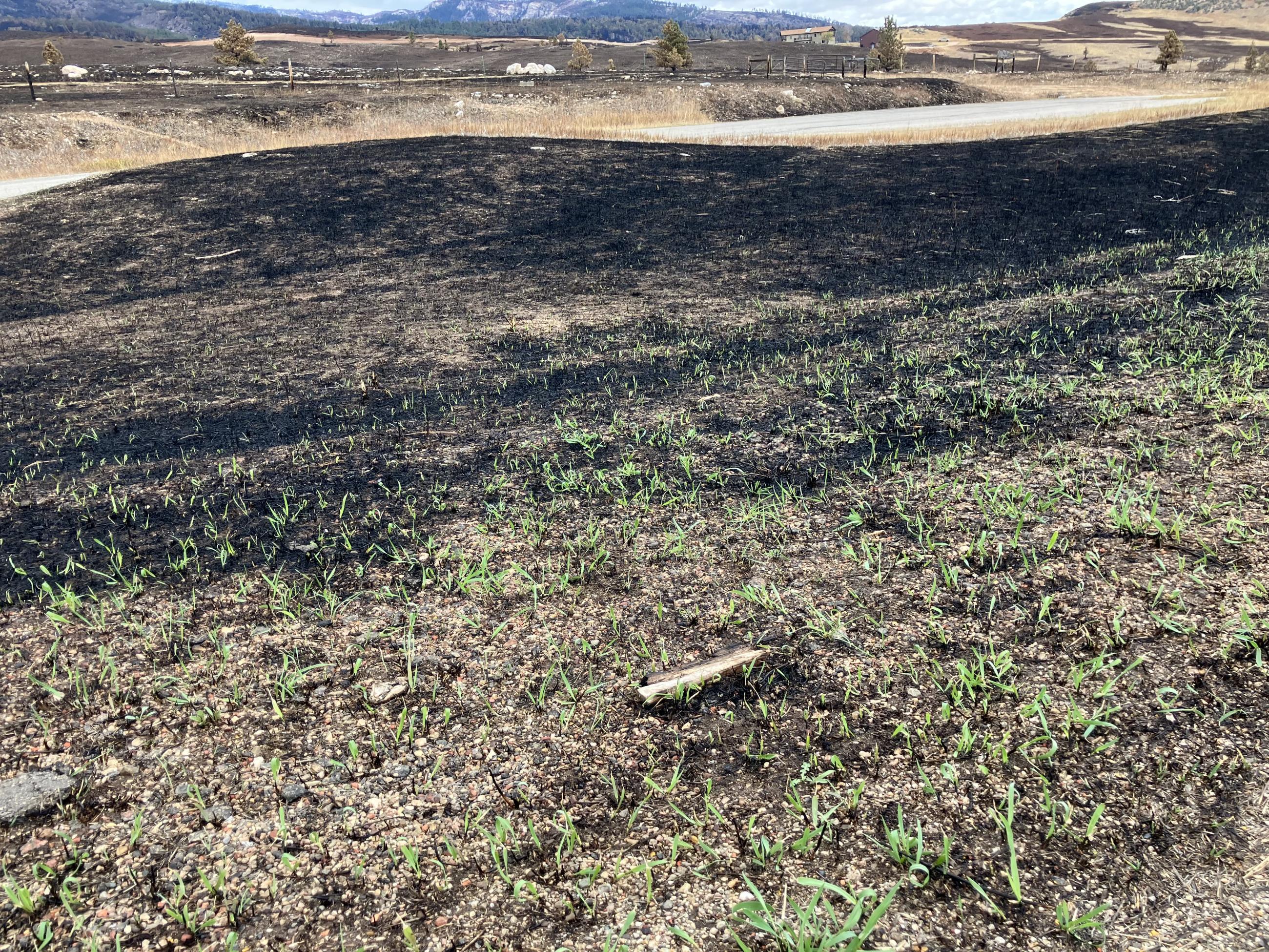 green sprouts of grass begin to grow on burned ground