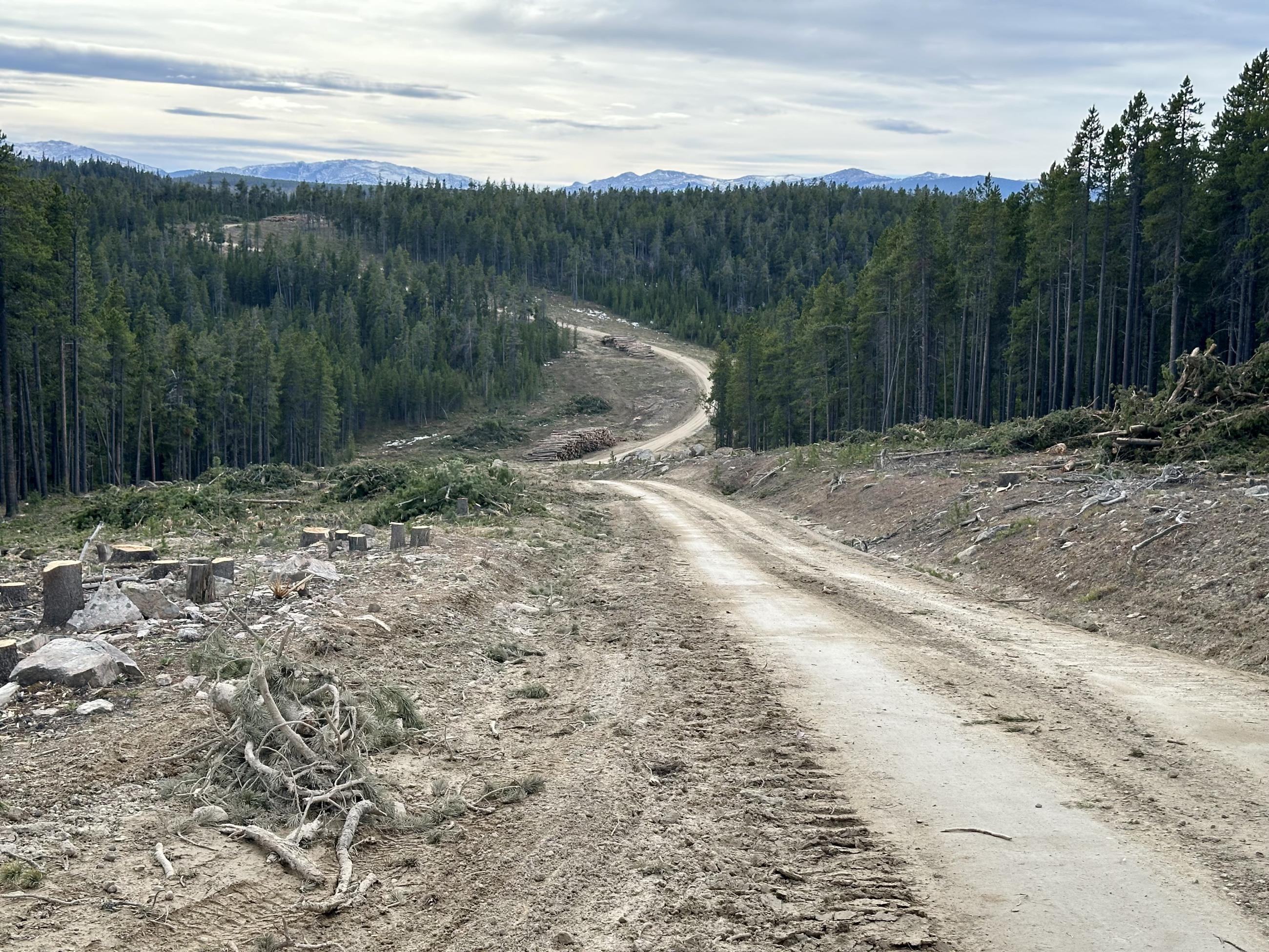 Trees have been removed along an existing road to serve as a firebreak, oct 23