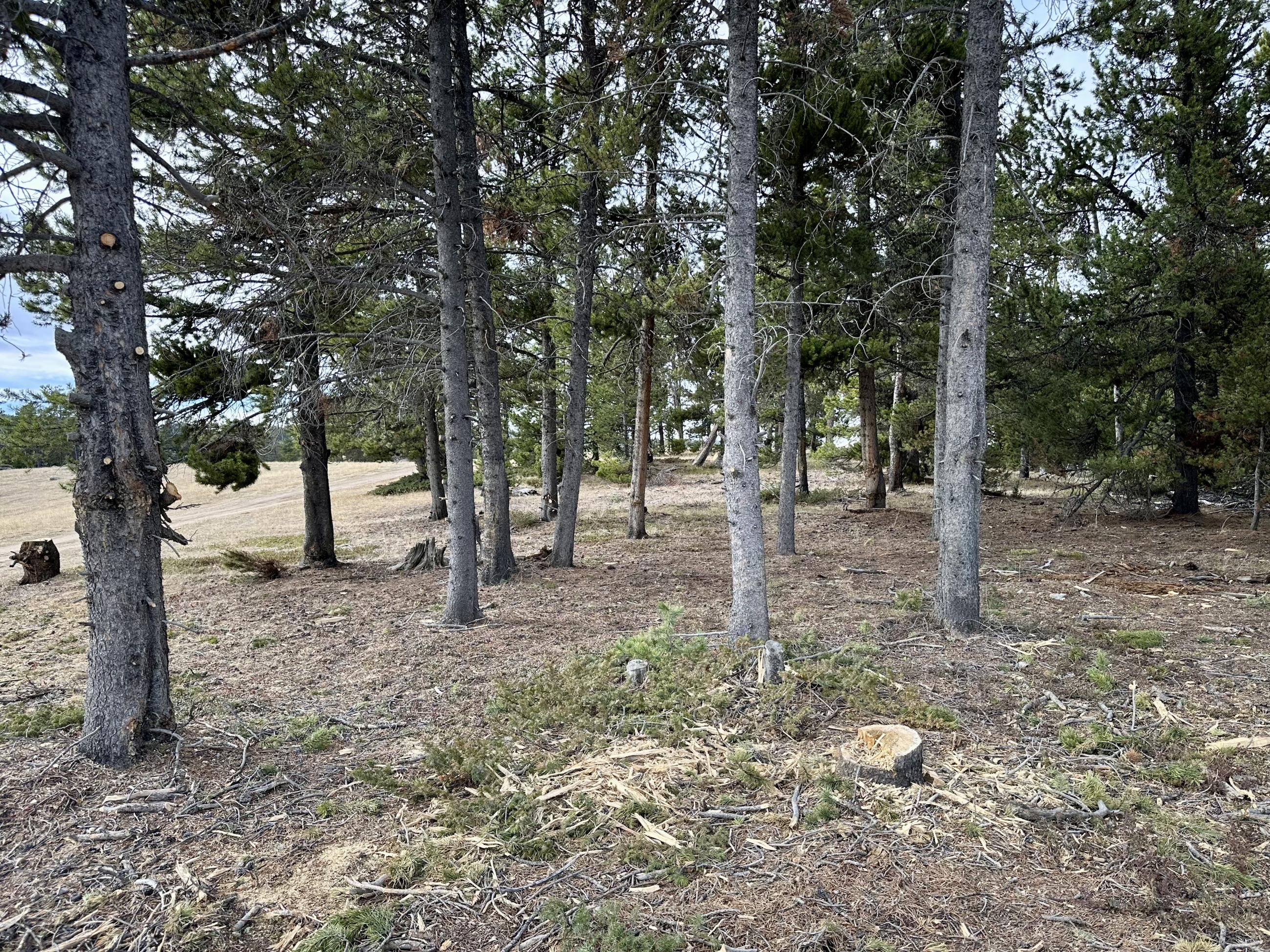 trees have had lower branches pruned keeping fire from climbing them