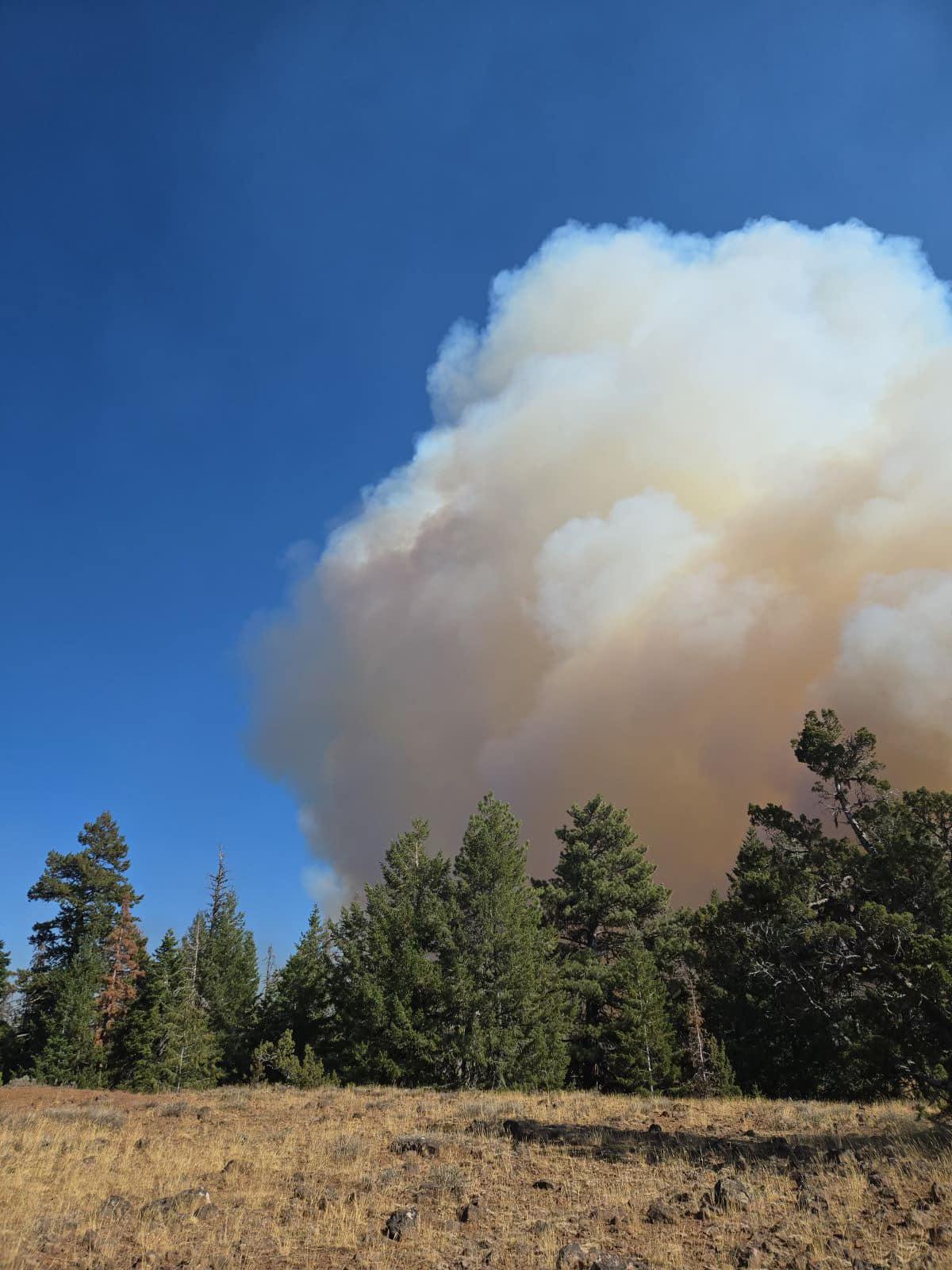 A clear sky is veiled by a large smoke plume towering above a landscape of dry grass and Ponderosa Pines