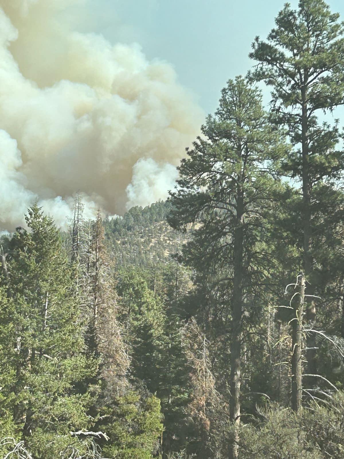 Smoke column visible over a tree line