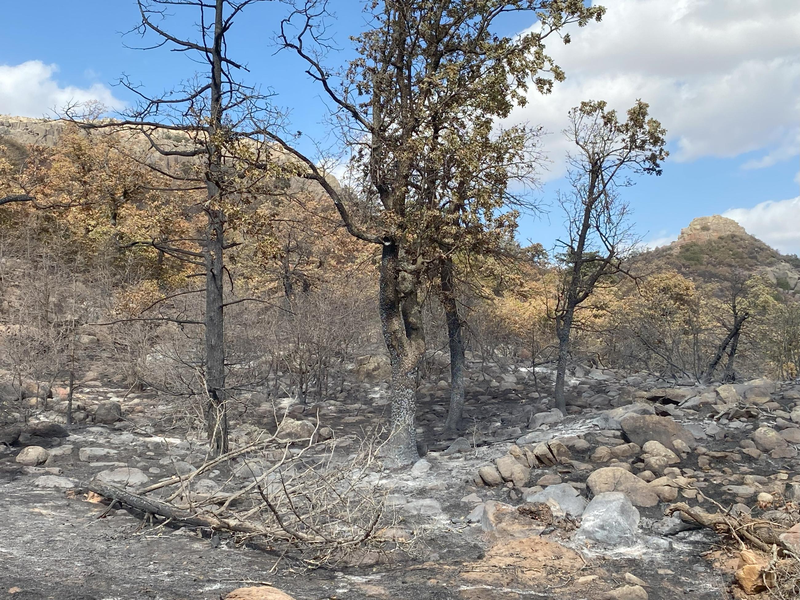 example of burn area, north side of Rush Fire