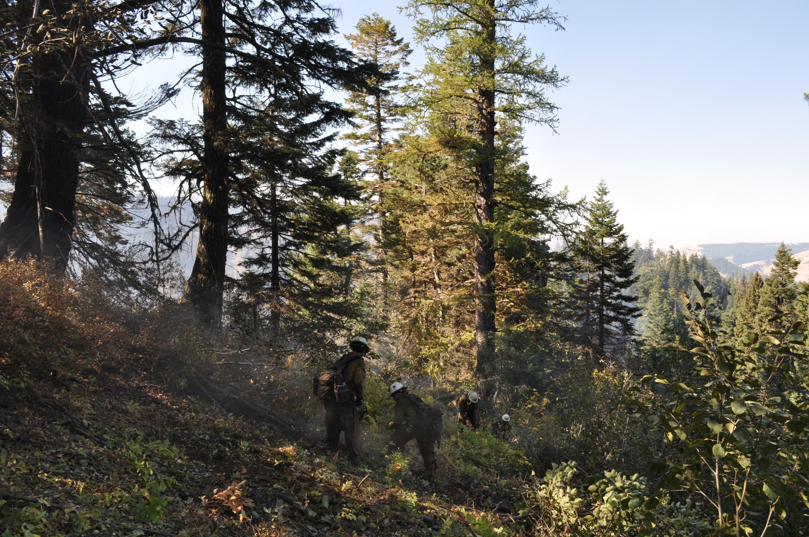 firefighters use hand tools in forest scrub