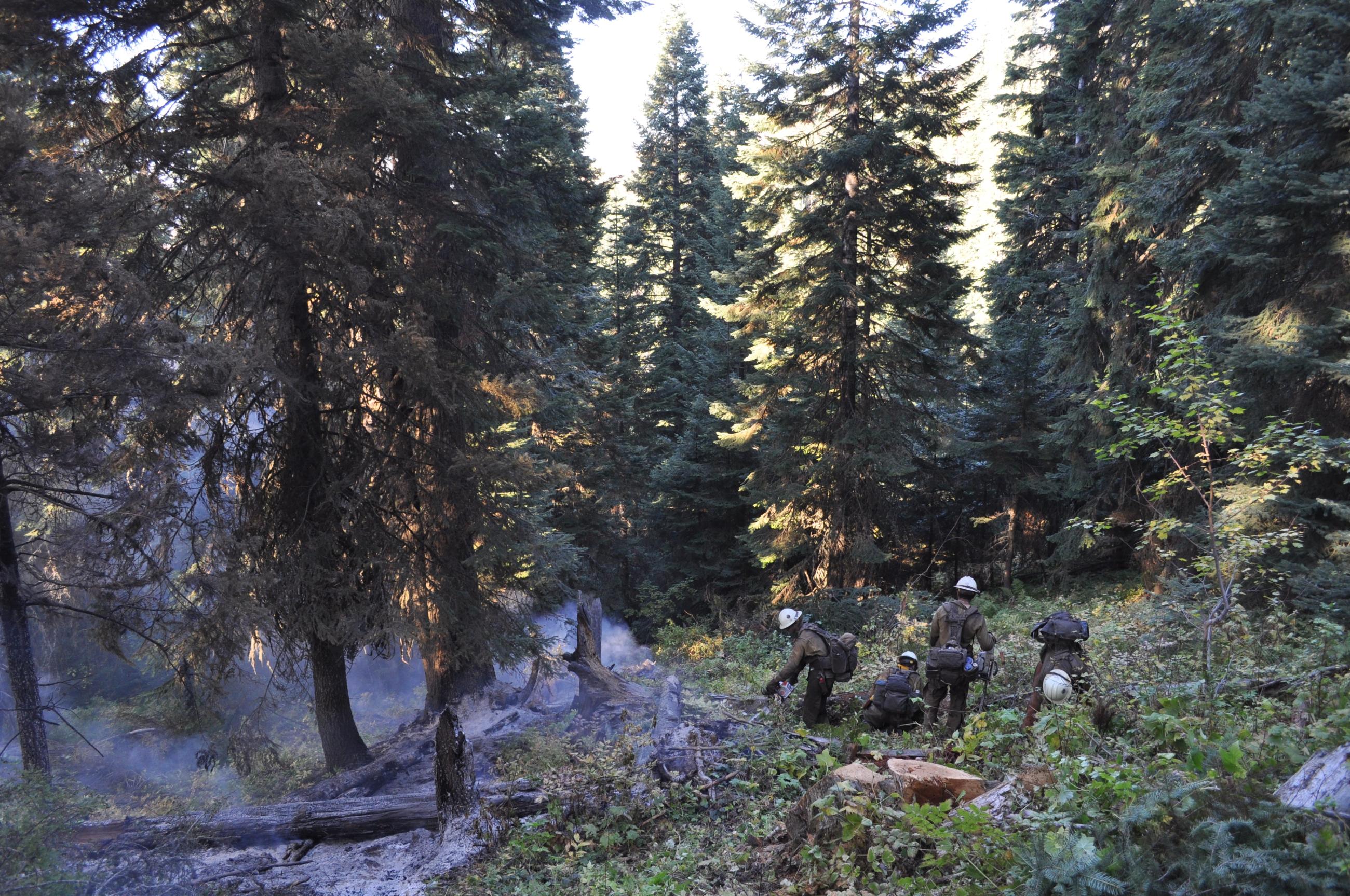 Four firefighters use tools in forest near smoking trees